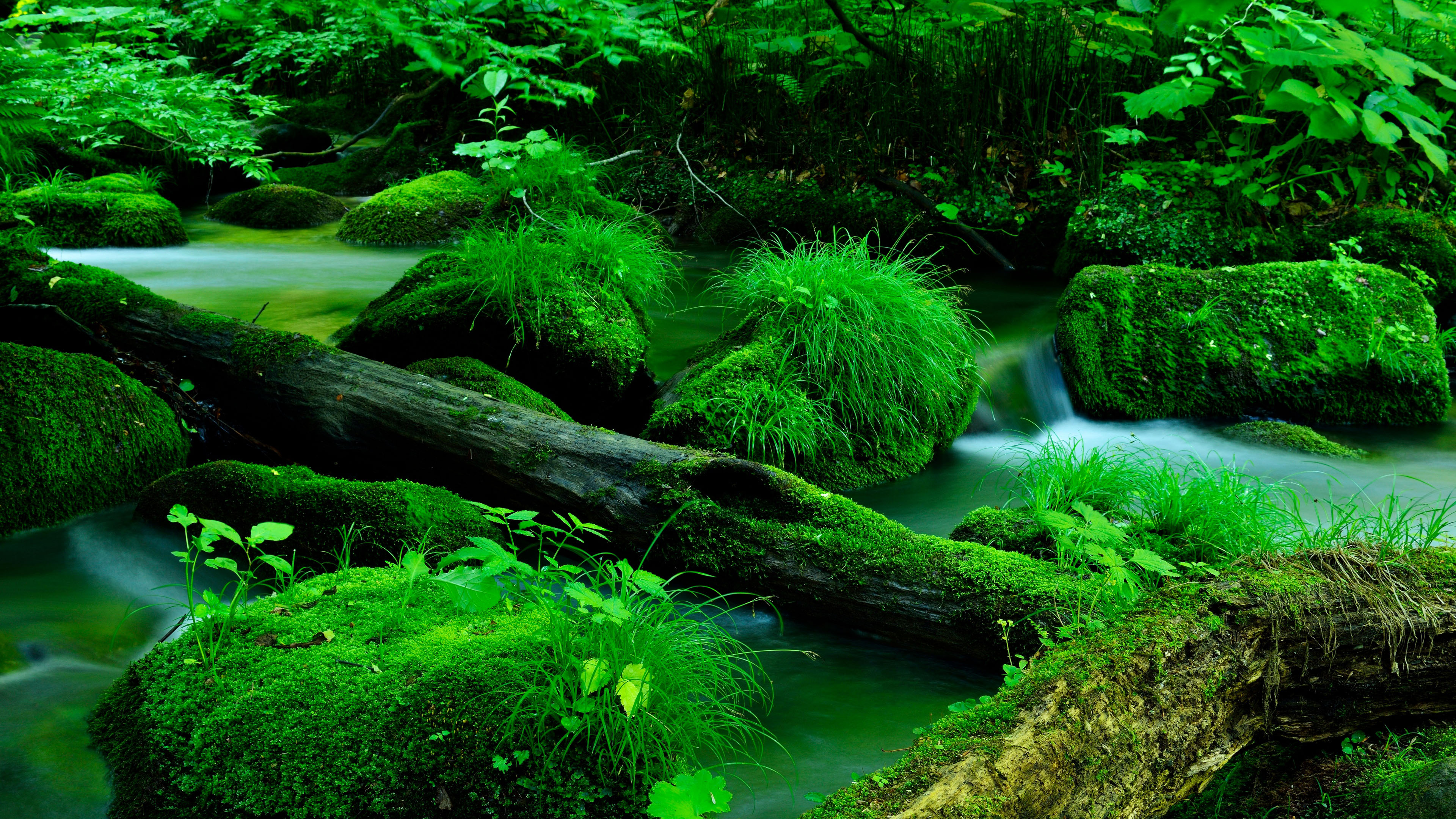 炎炎夏日,青苔,山涧,小溪