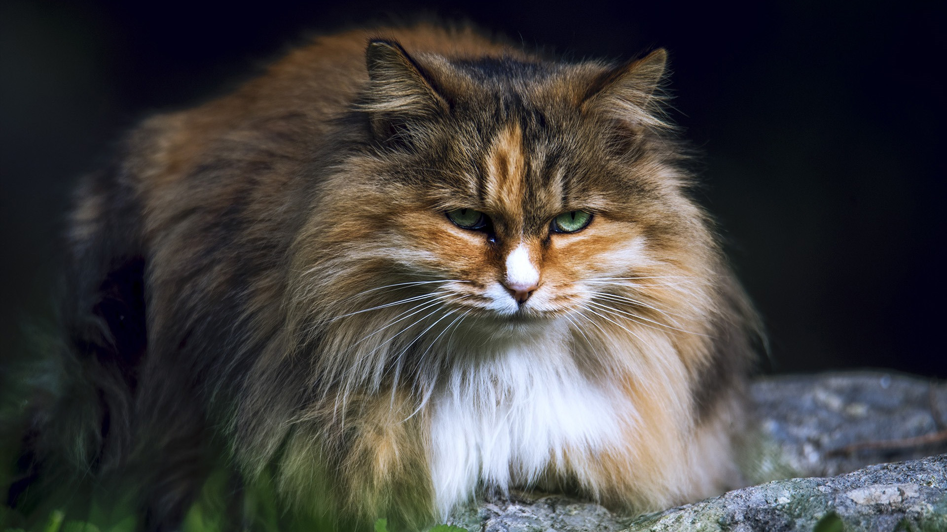 喵星人,猫咪,凝视