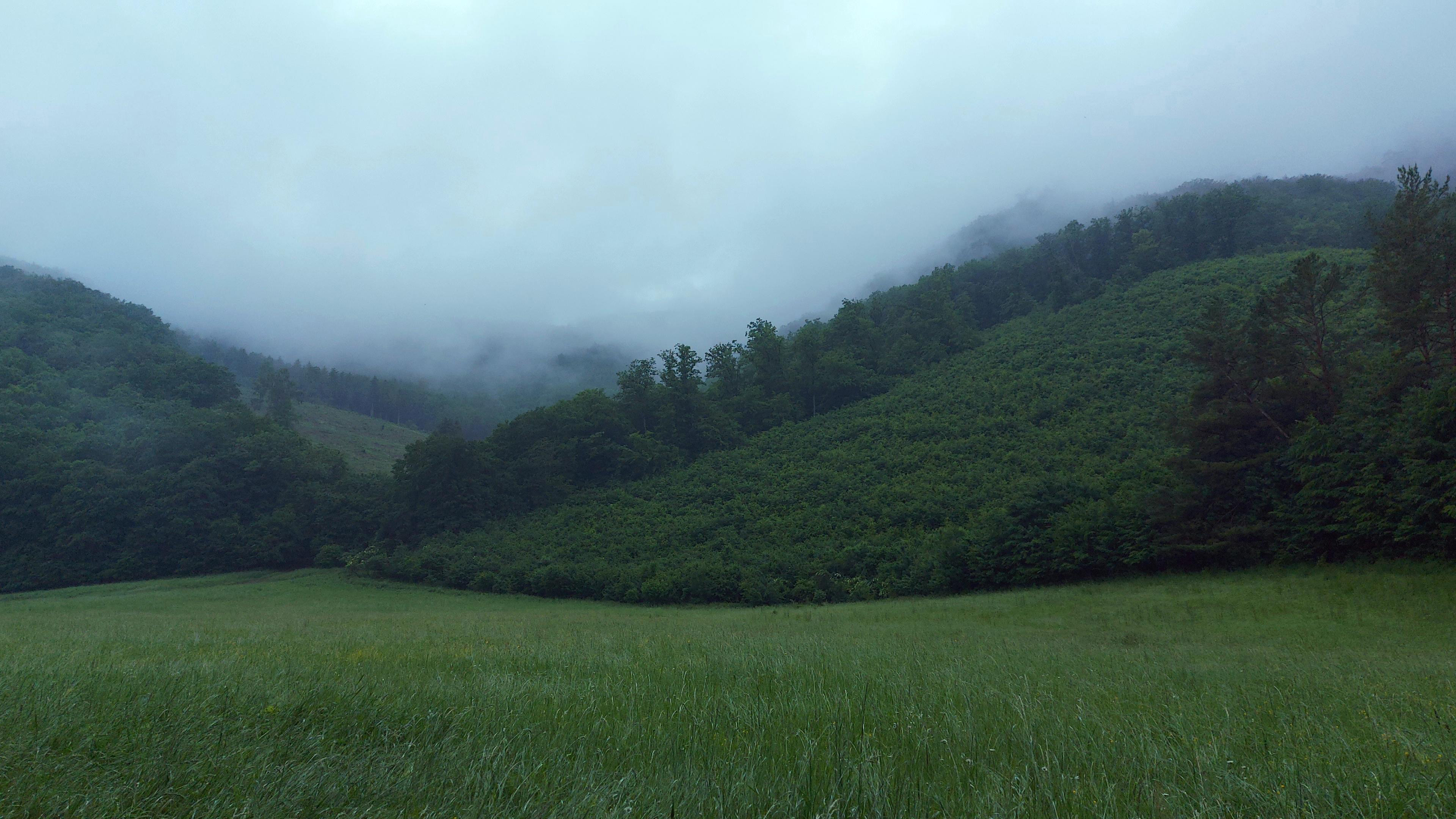 草原,山丘,山坡,雾,树林