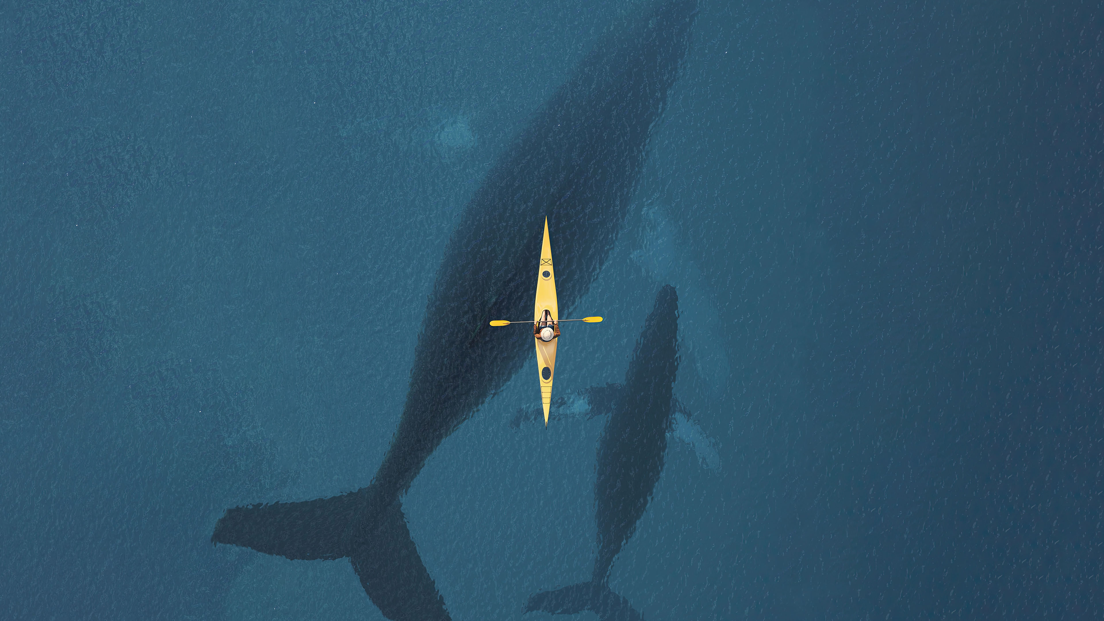 独木舟,鲸鱼,蓝色大海,奇妙