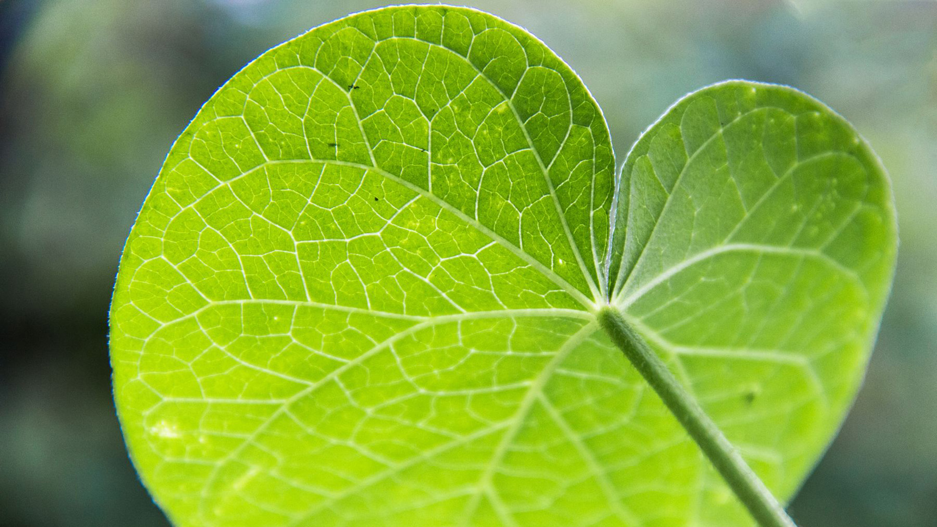 护眼壁纸,树叶,绿叶,阳光