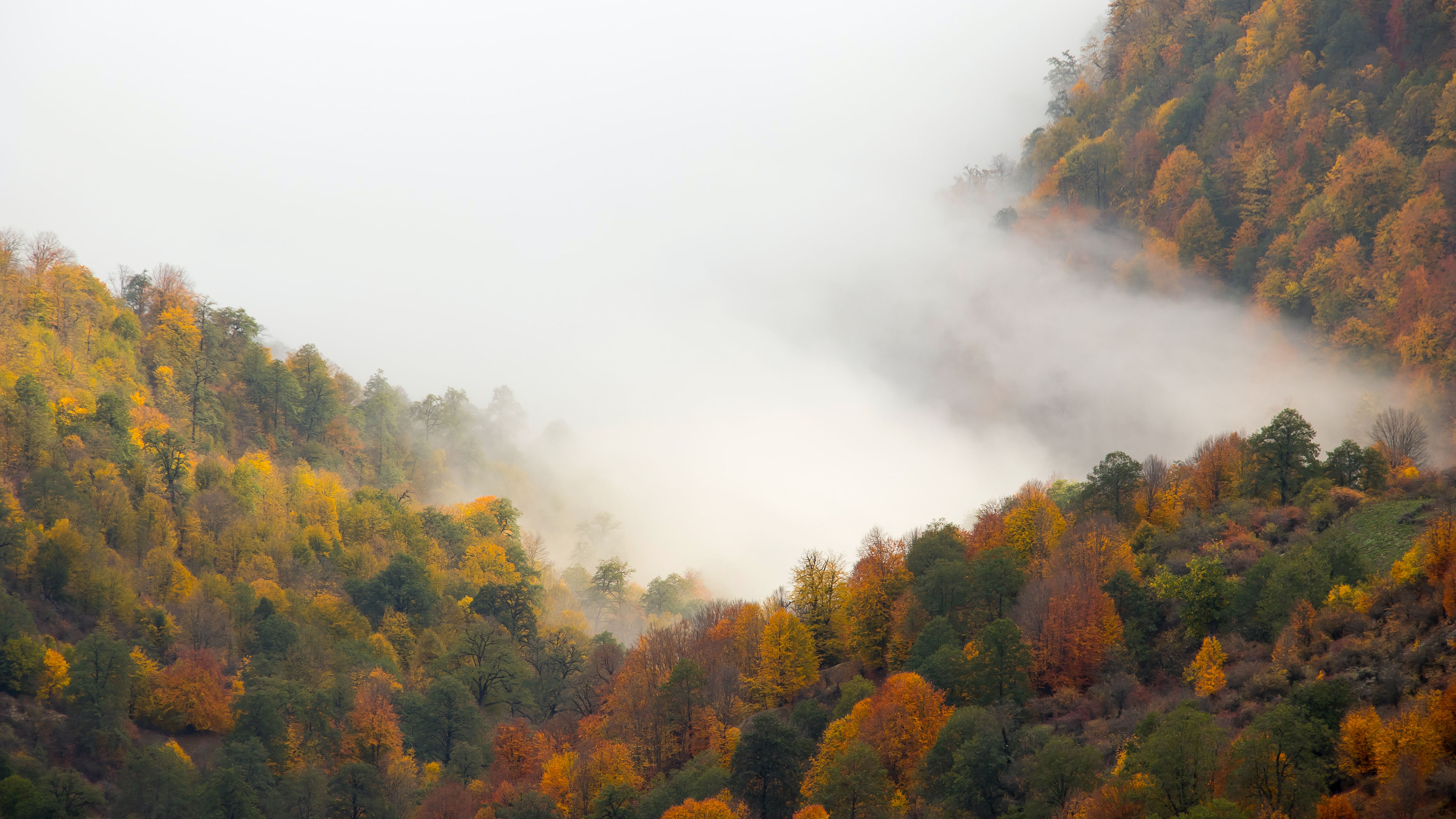 秋意正浓,红树林,雾,山谷