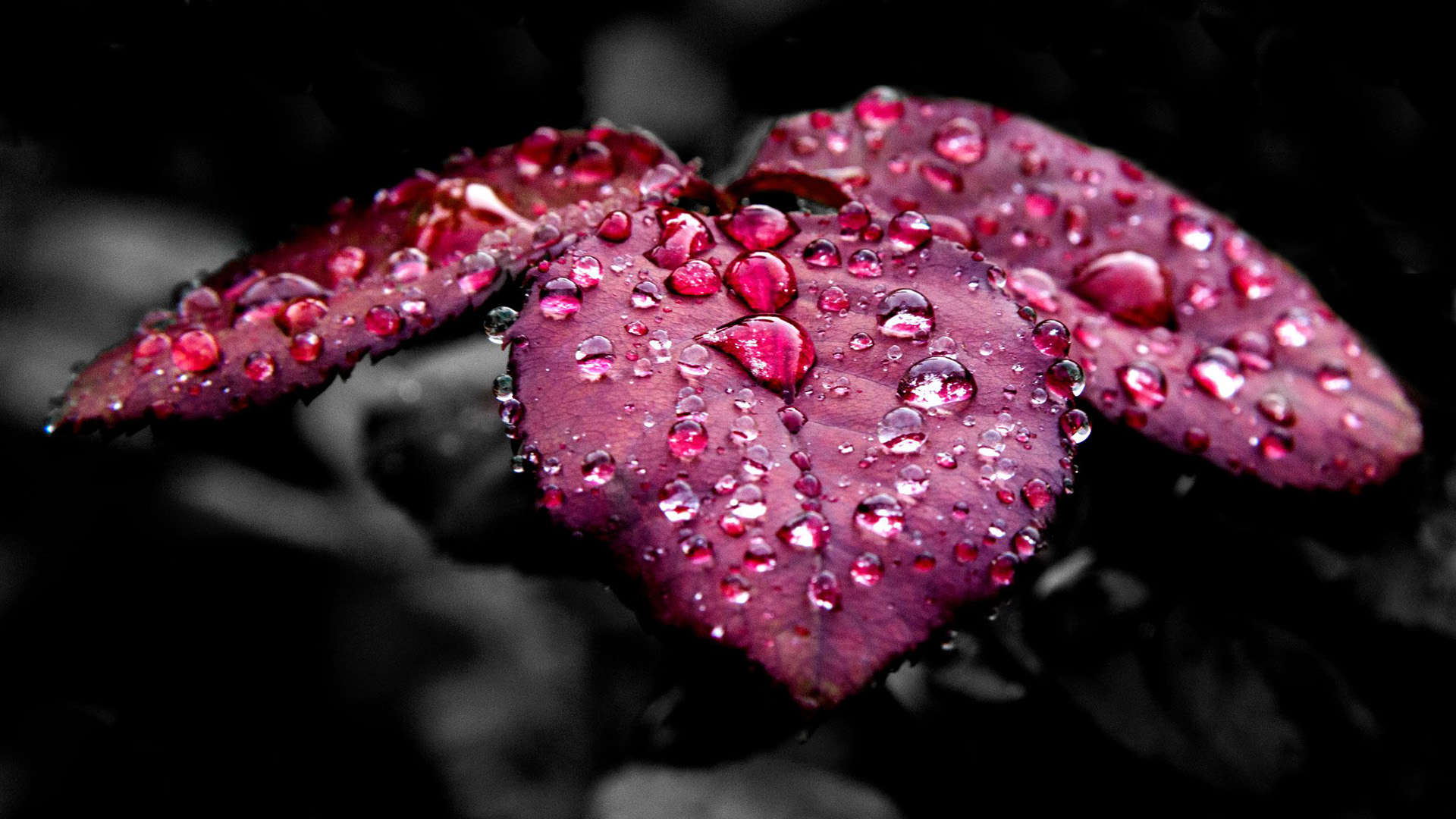 静物写真,红树叶,特写