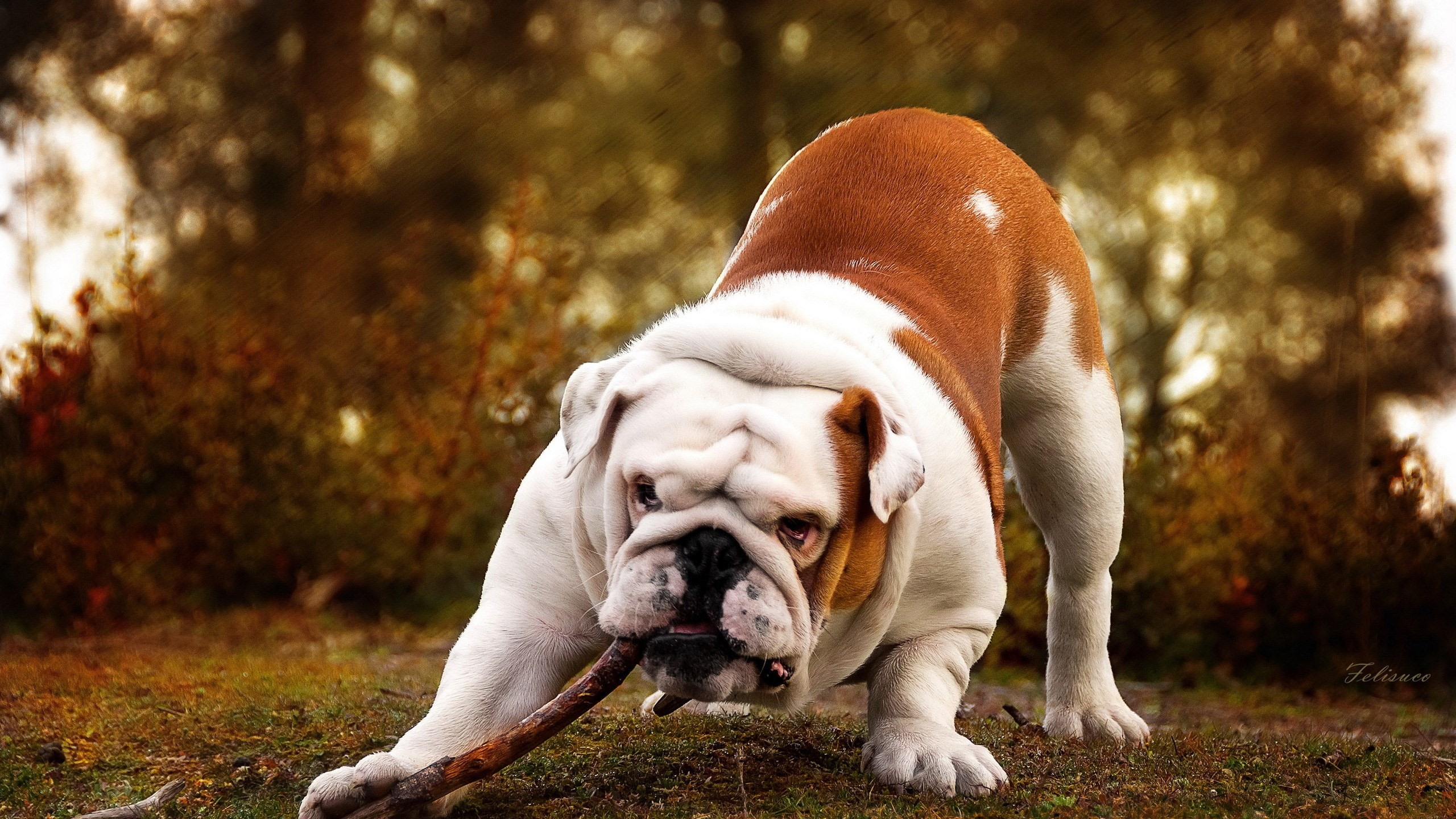 汪星人,沙皮狗,胖狗