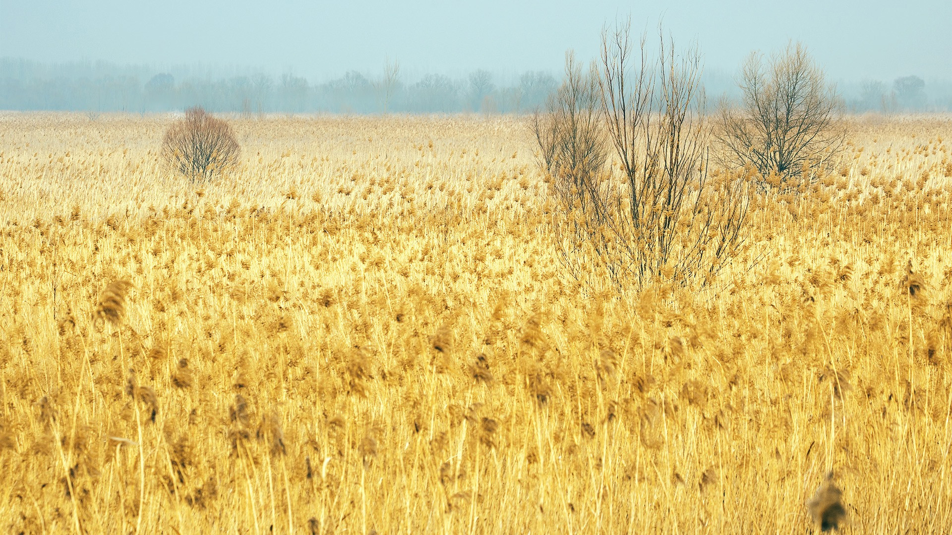 秋意正浓,芦苇,草原,麦田
