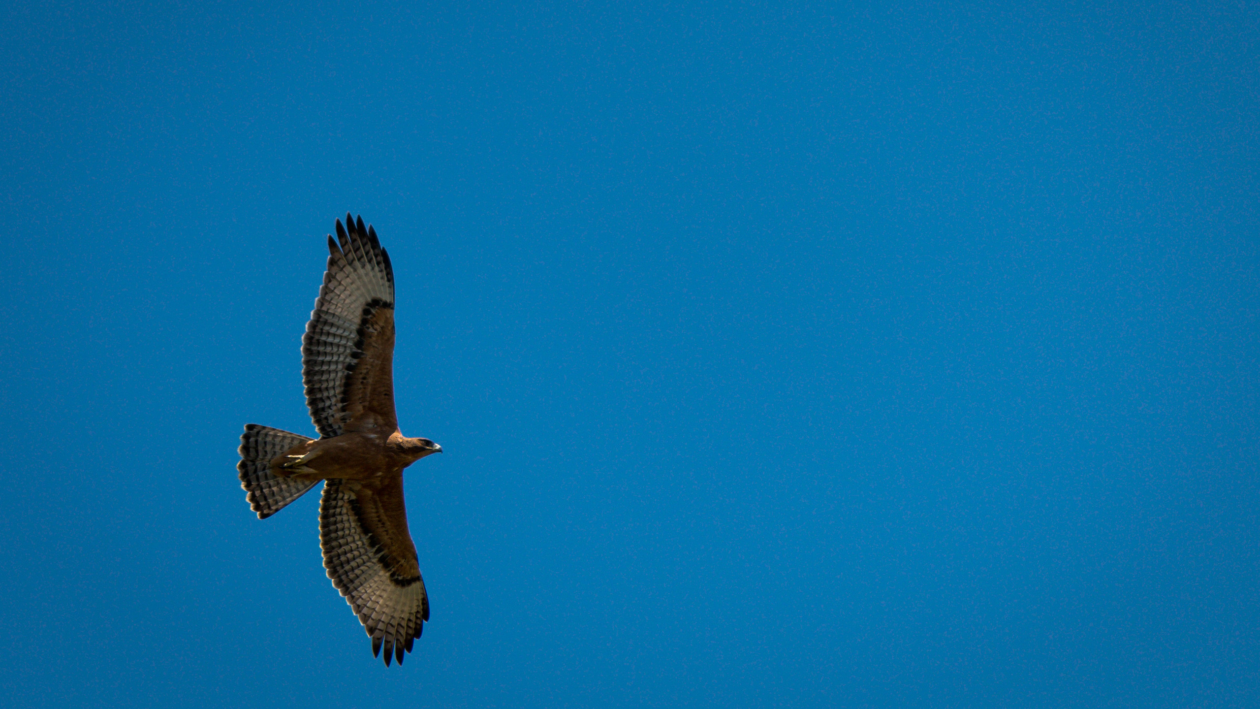 小鸟天地,老鹰,翱翔