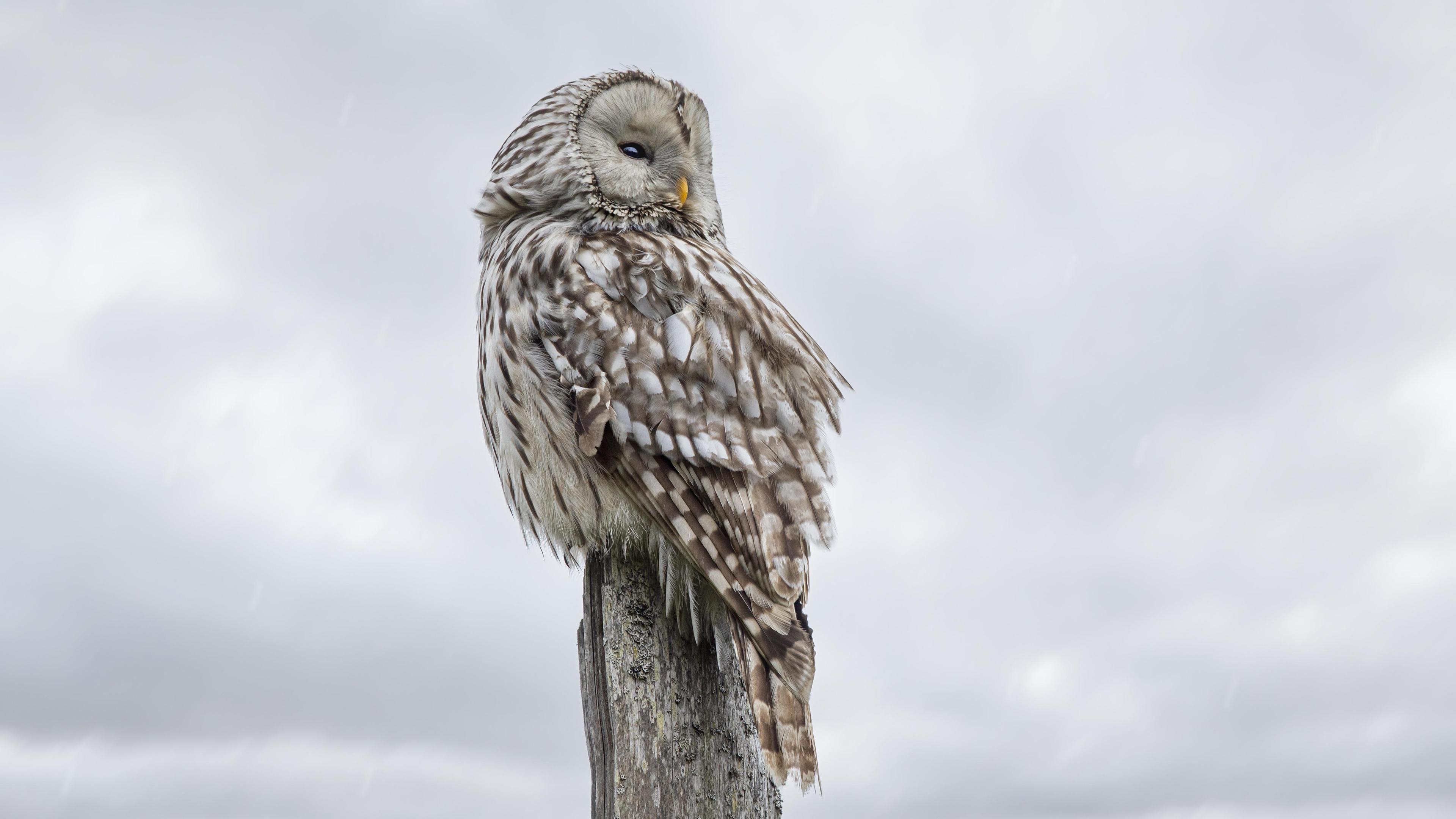 小鸟天地,猫头鹰