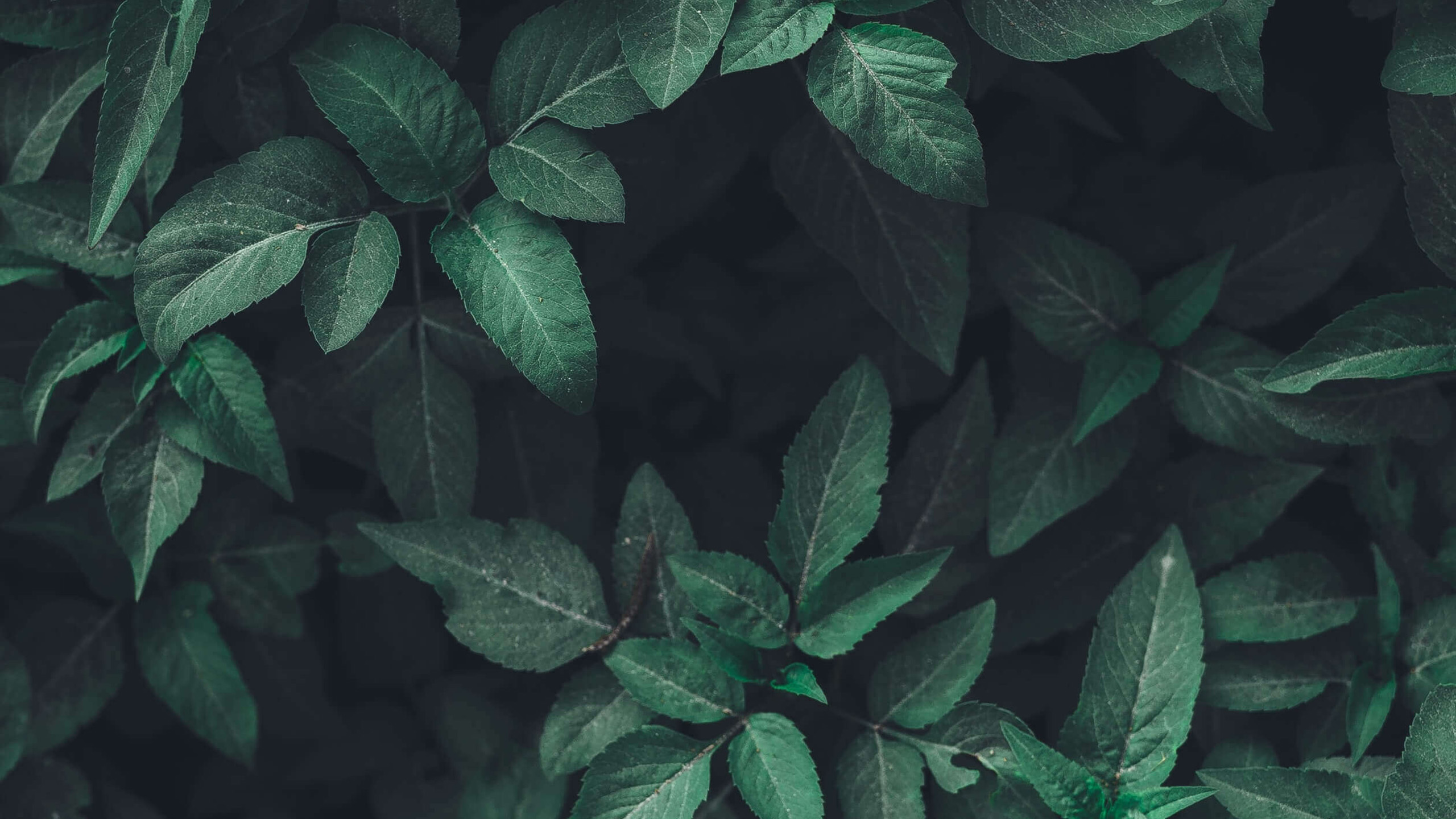 护眼壁纸,树叶,绿色