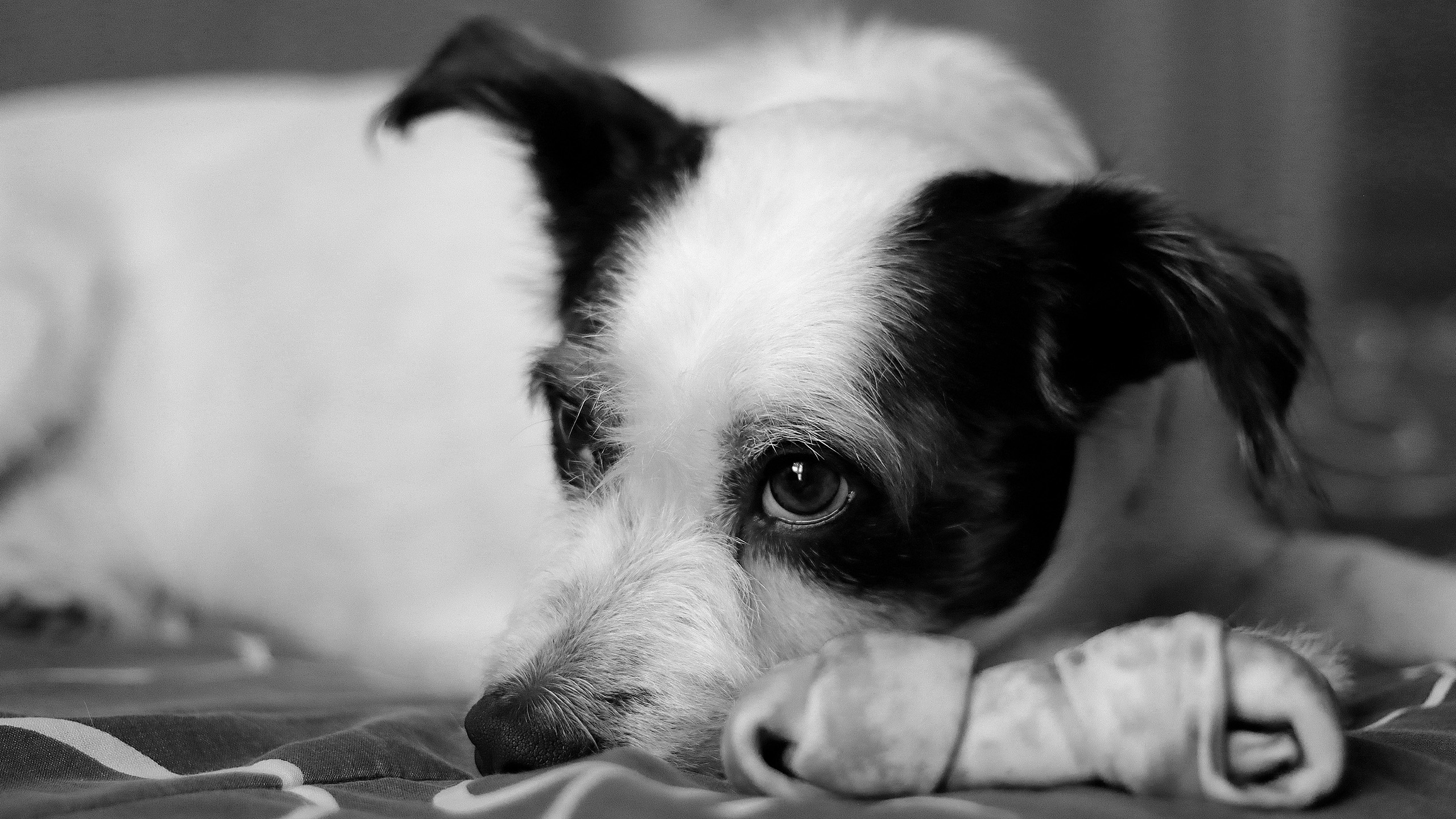 汪星人,黑白色,小狗狗