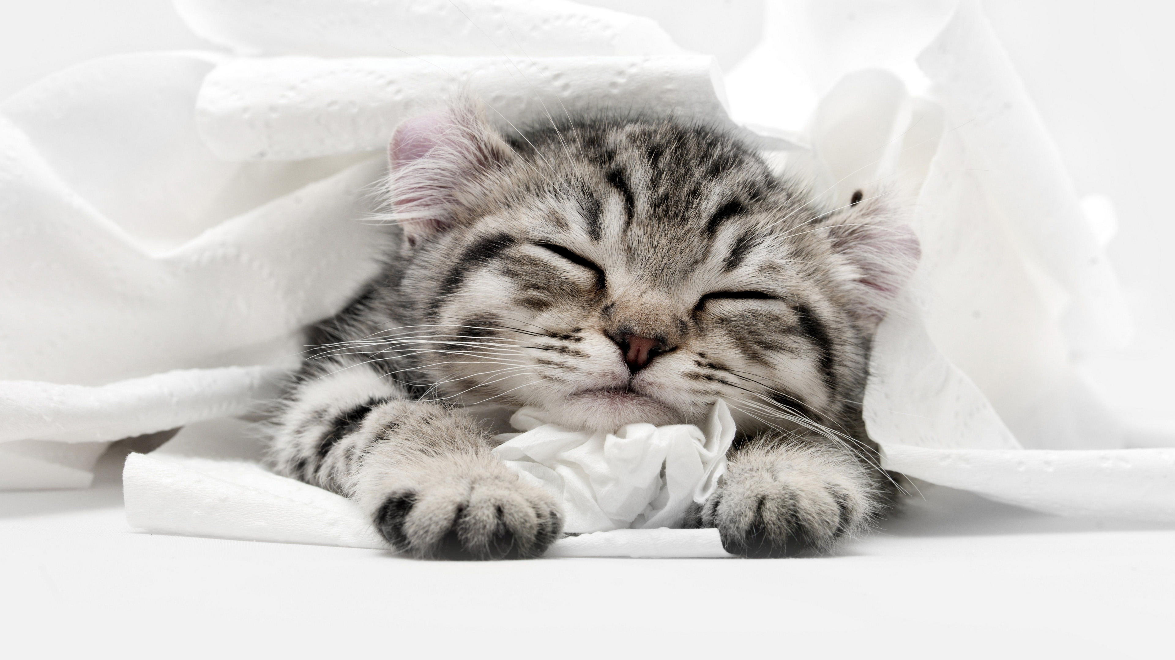 喵星人,猫咪,懒洋洋,小奶猫