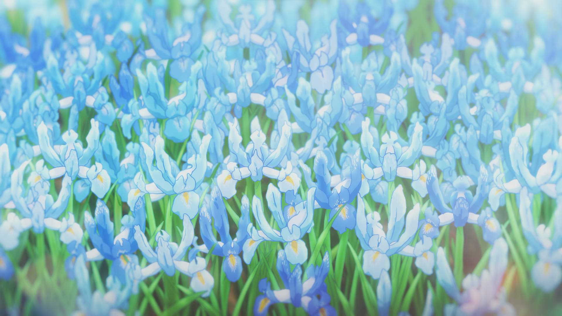 花海,兰花,浪漫