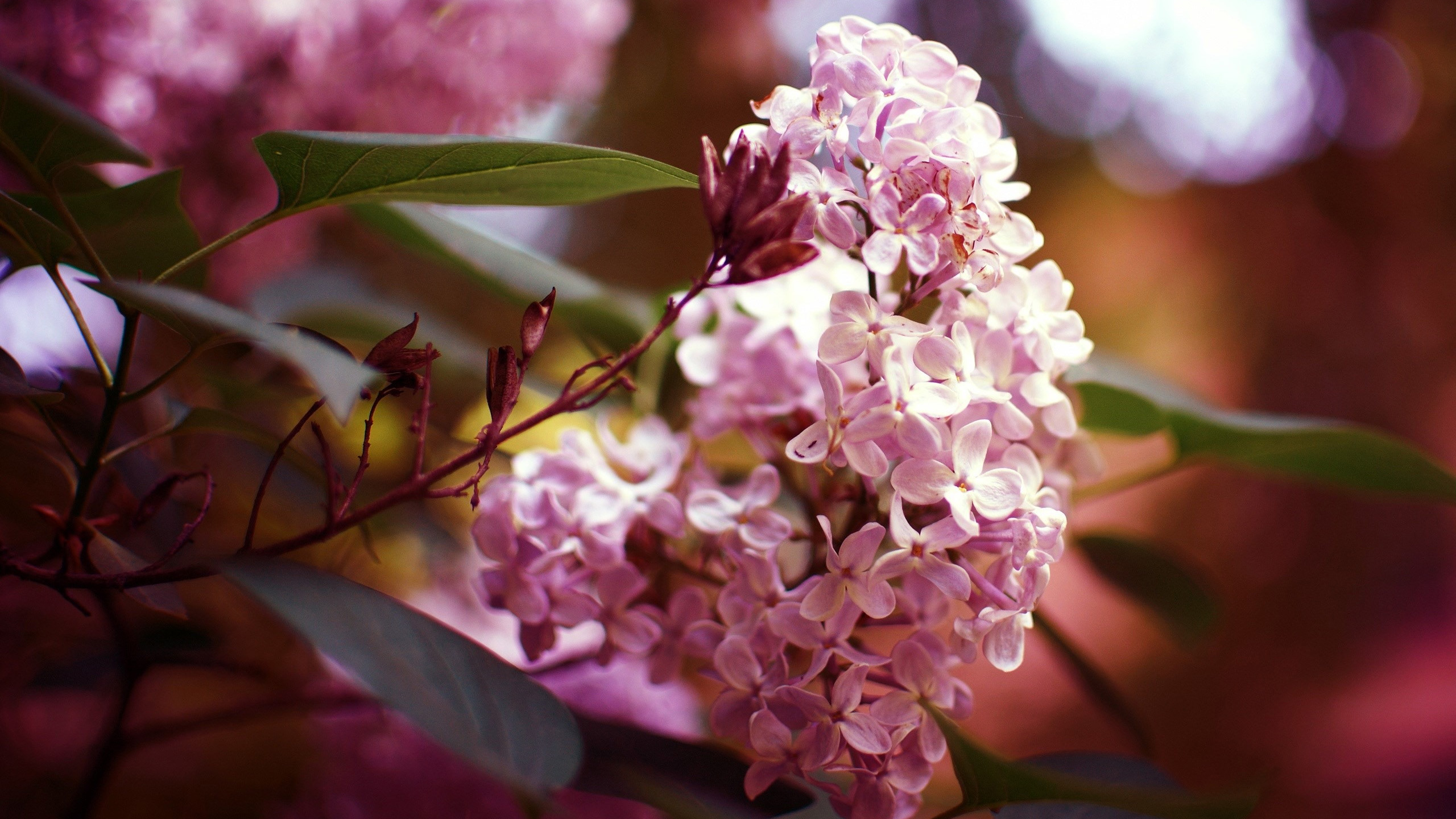鸟语花香,花朵,花簇,鲜艳
