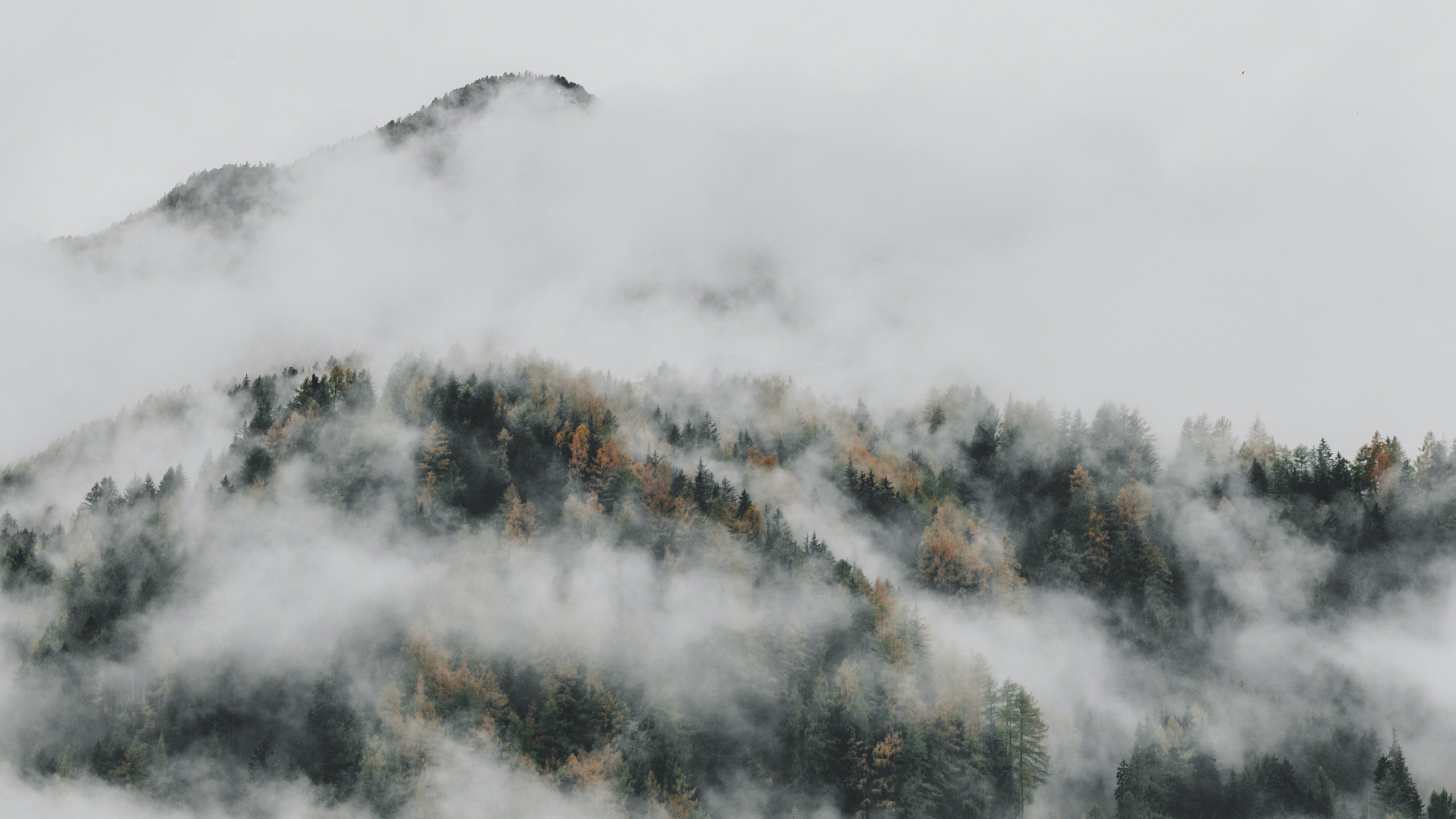 自然风光,森林,迷雾,山坡