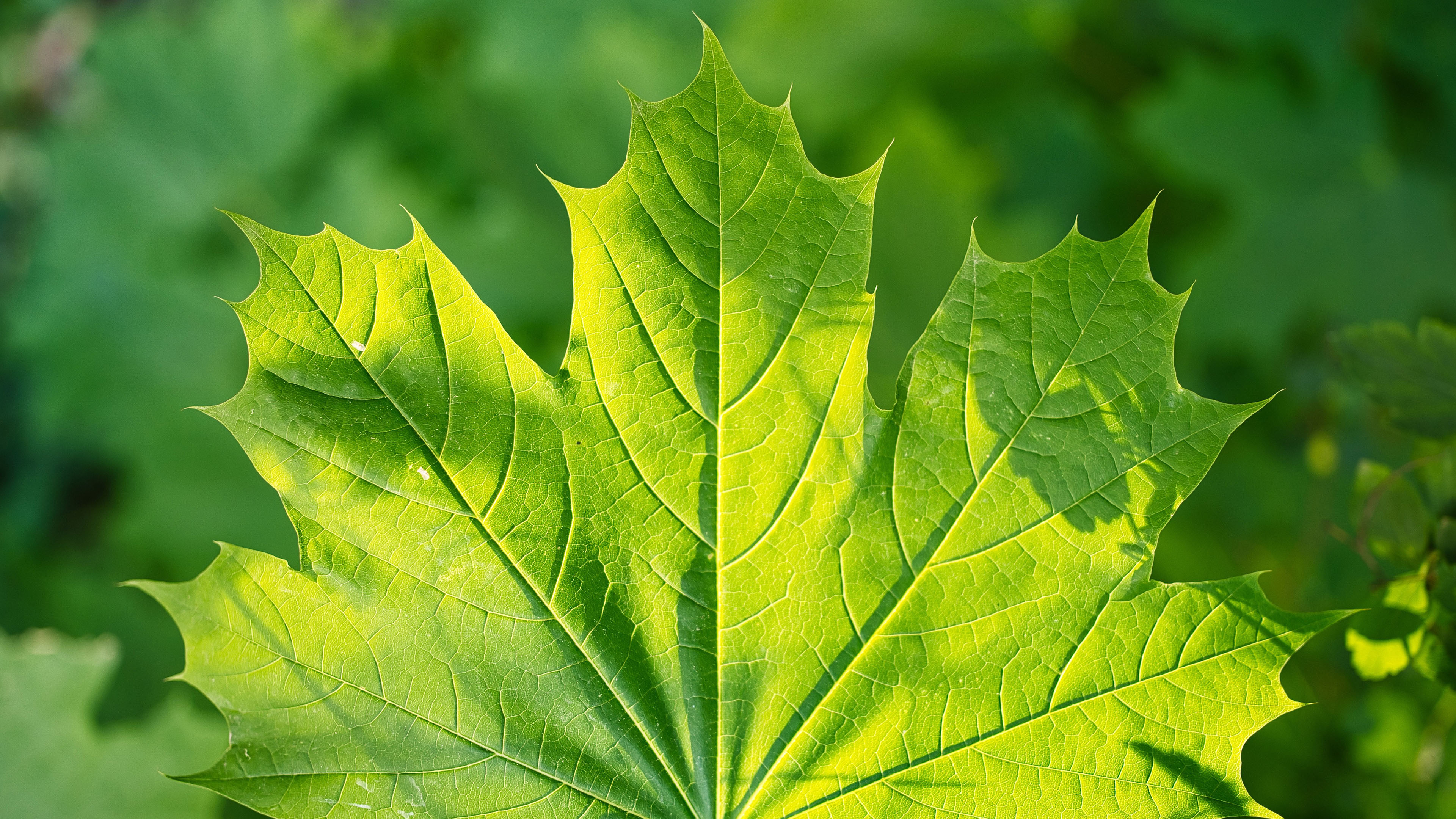 护眼壁纸,树叶,绿色,阳光