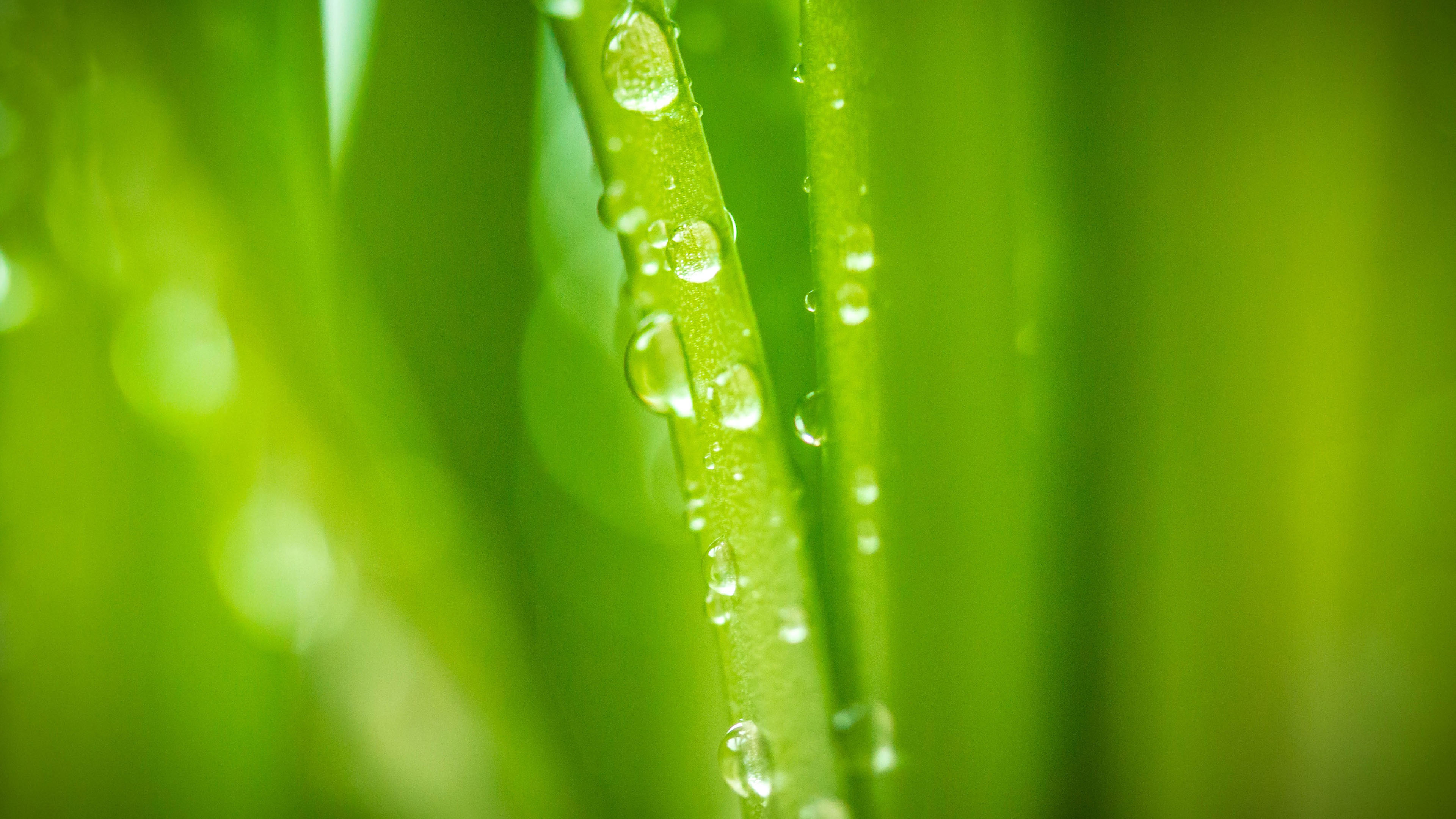 护眼壁纸,雨滴,小草