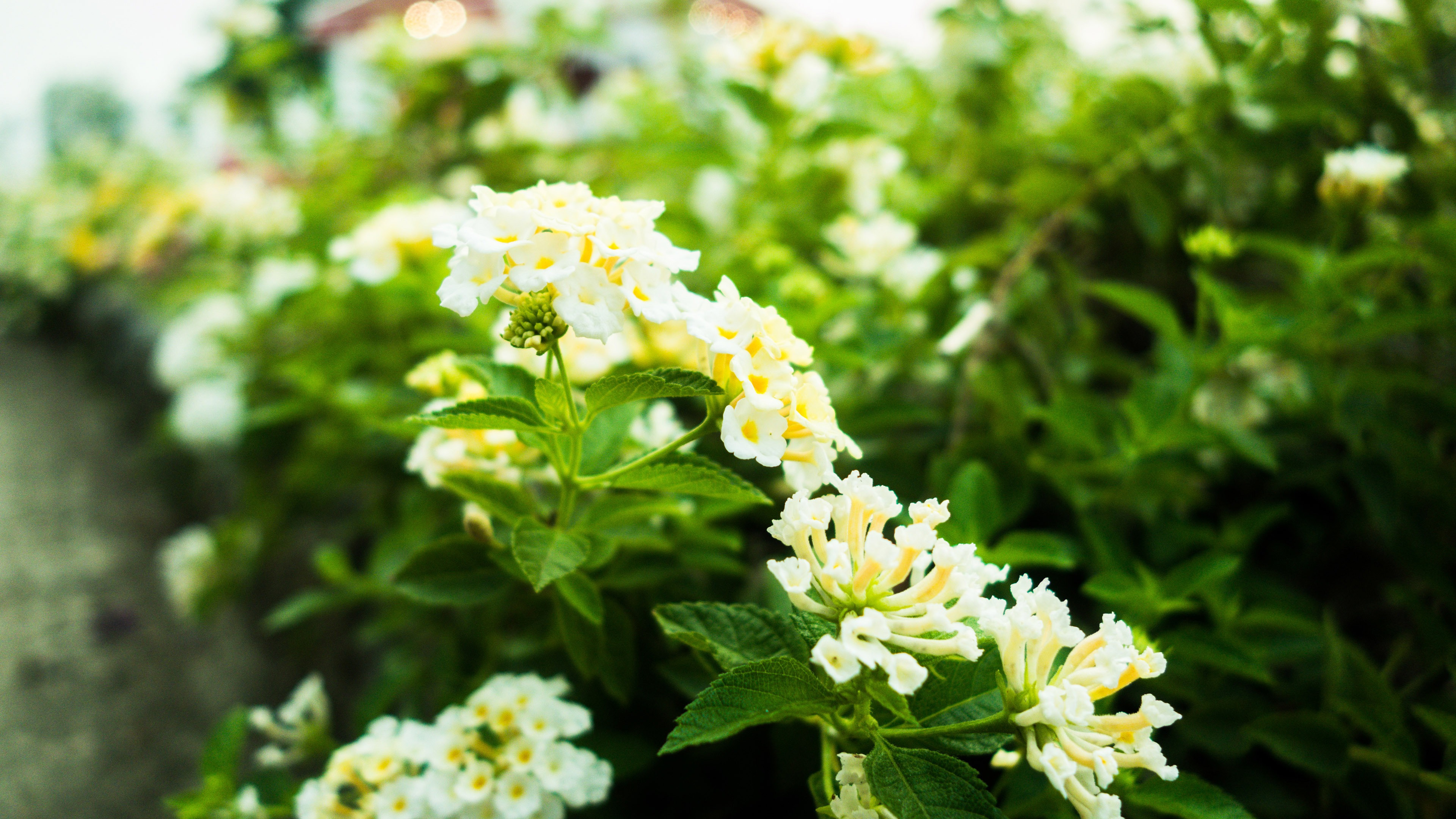 春意盎然,鲜花,绿叶