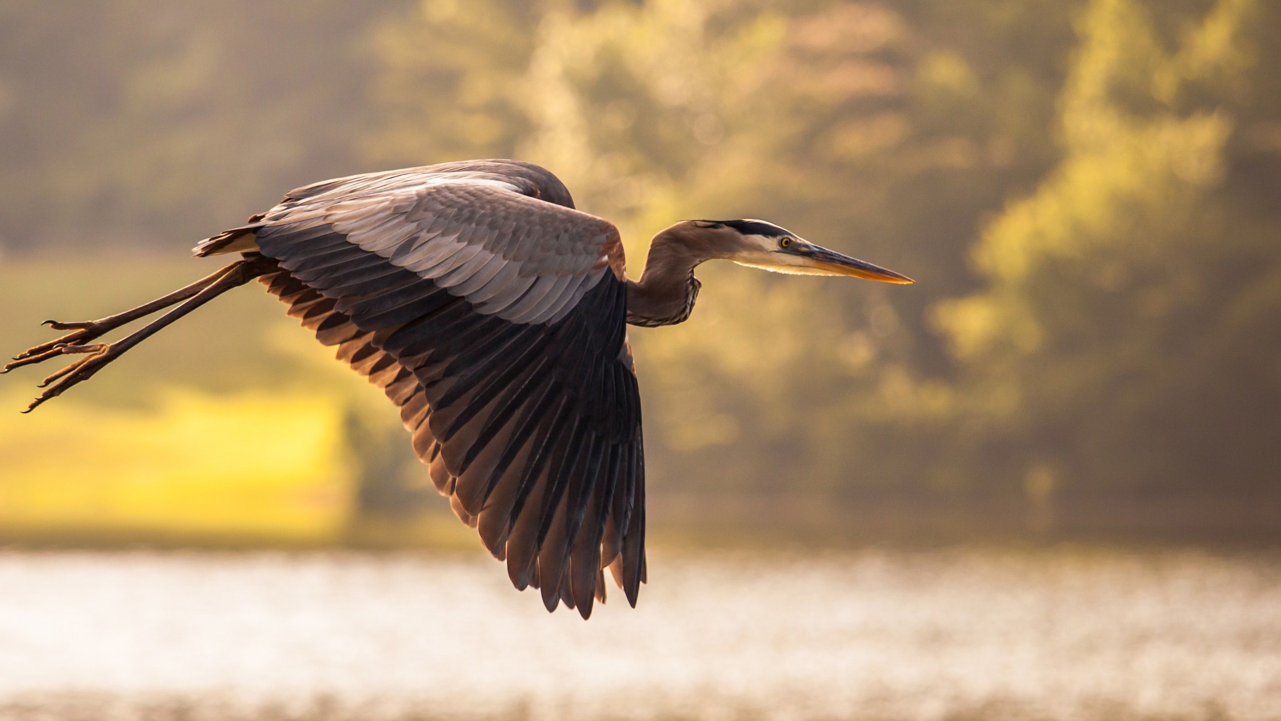 小鸟天地,白鹤,飞翔