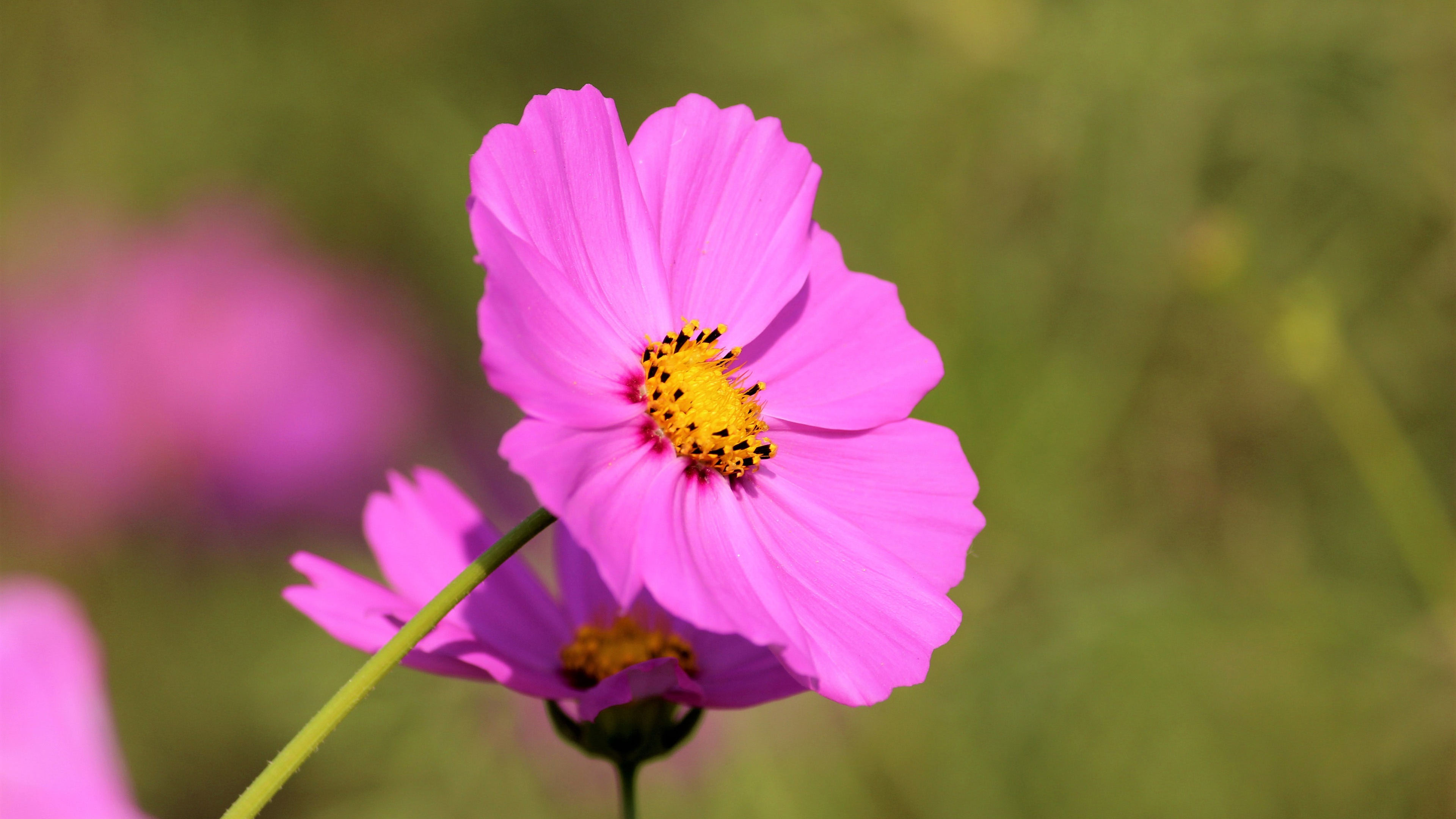 鸟语花香,花朵,花蕊