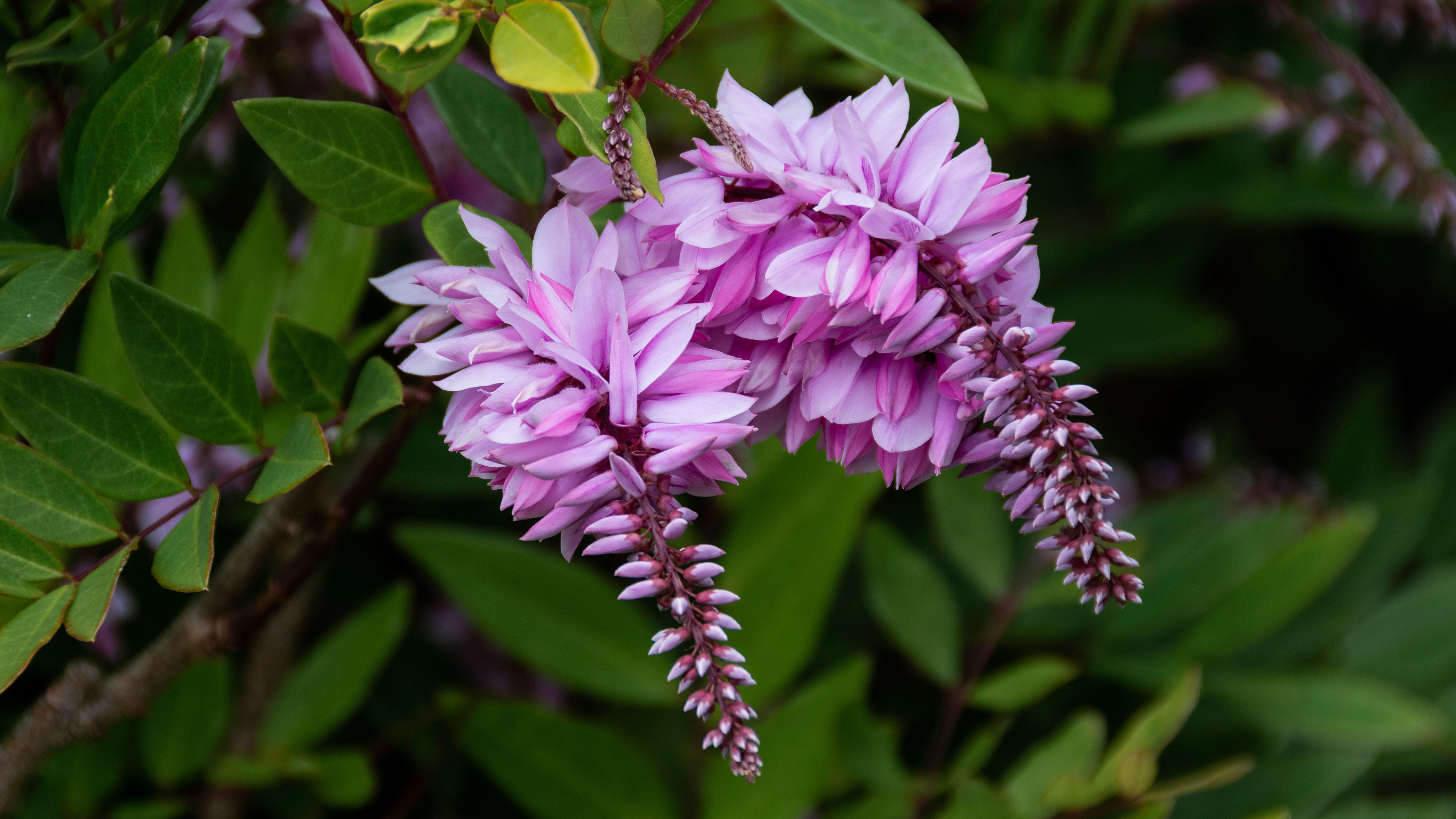 娇艳欲滴,鲜花,花朵,华穗