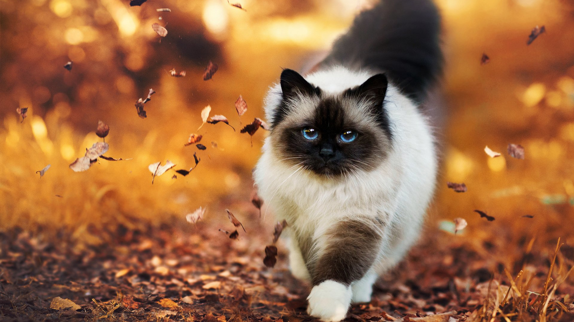 喵星人,大花猫,秋天,落叶