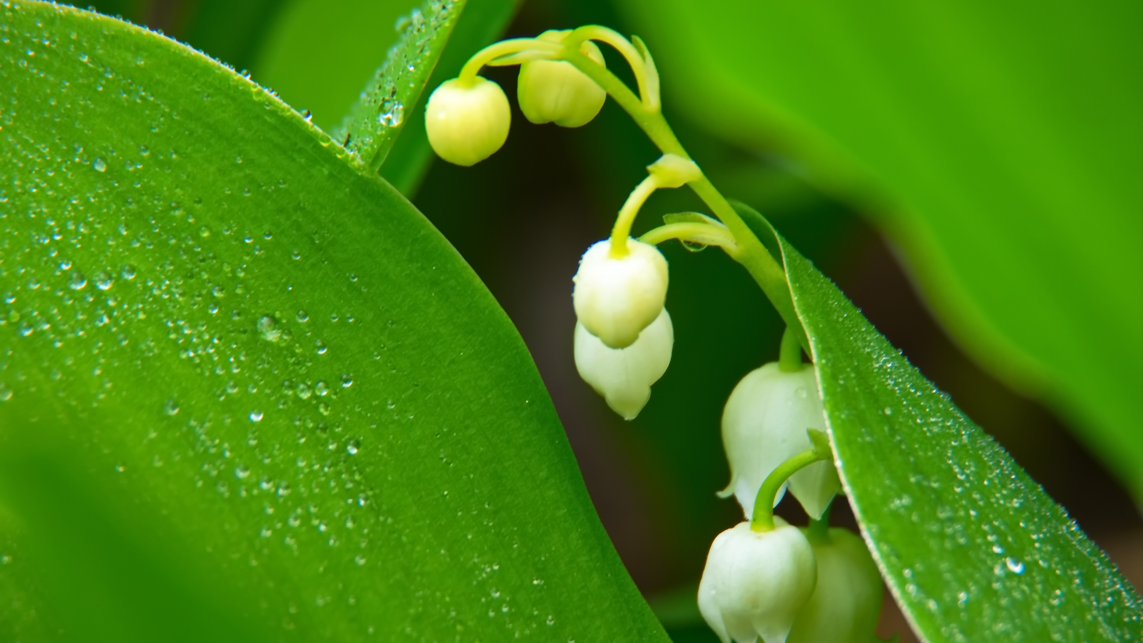 护眼壁纸,花蕾,绿色,树叶