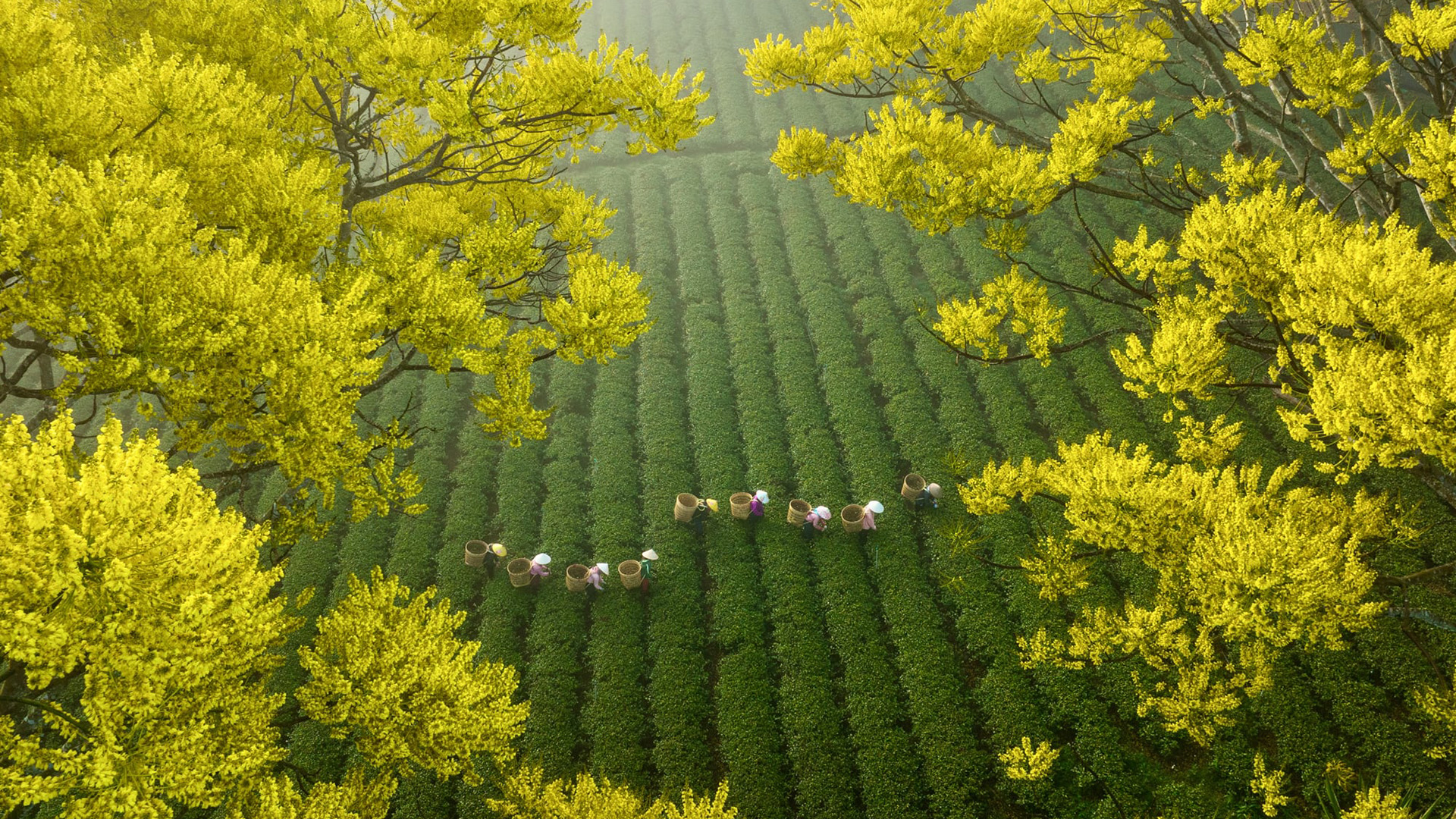 春意盎然,采茶,茶园,忙碌