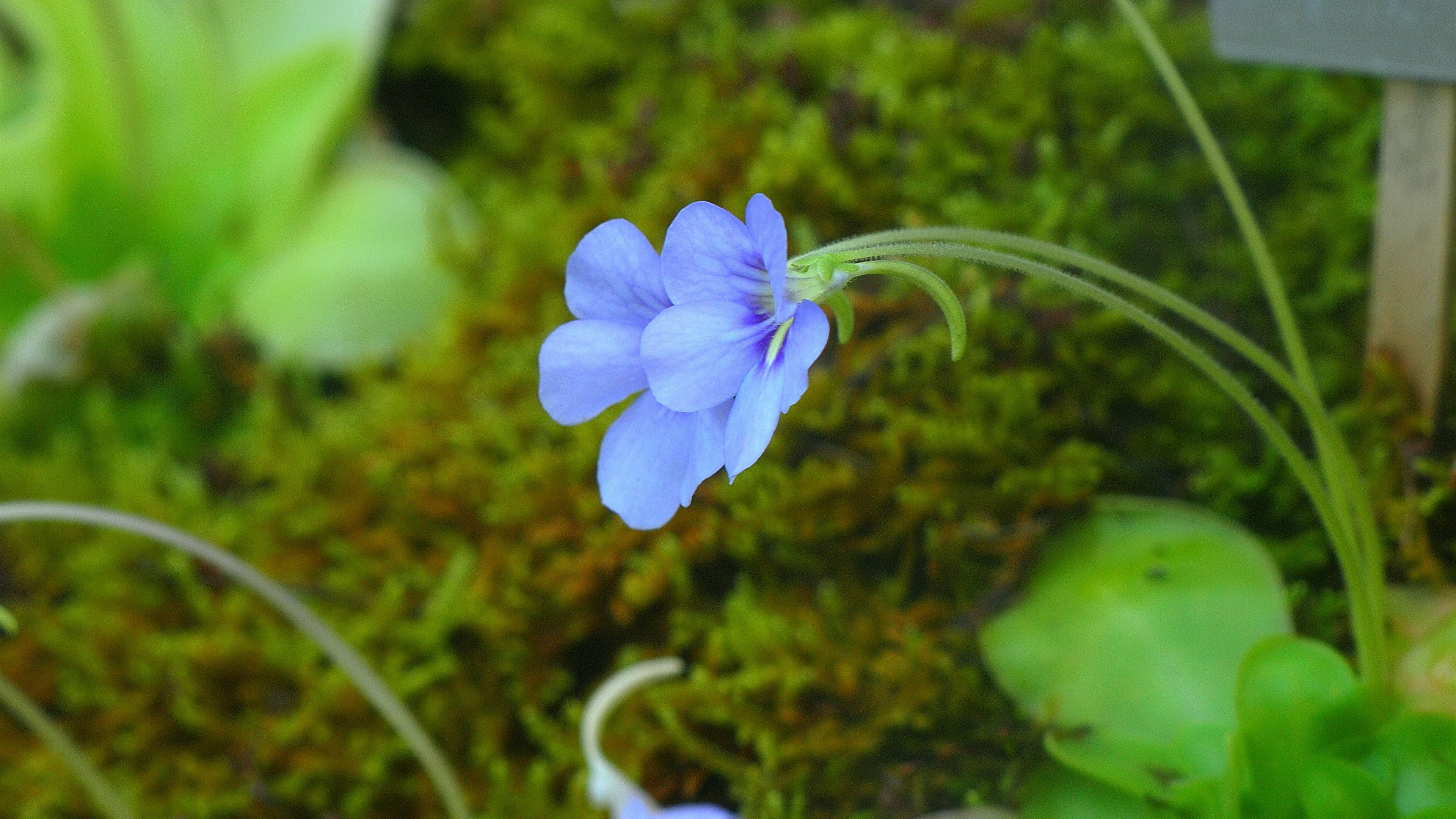 娇艳欲滴,小野花,兰花,小草
