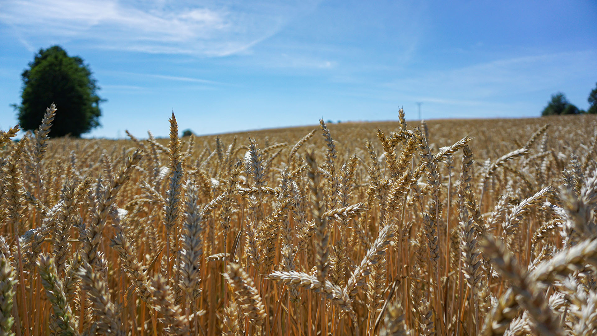 秋意正浓,小麦,收获,平原