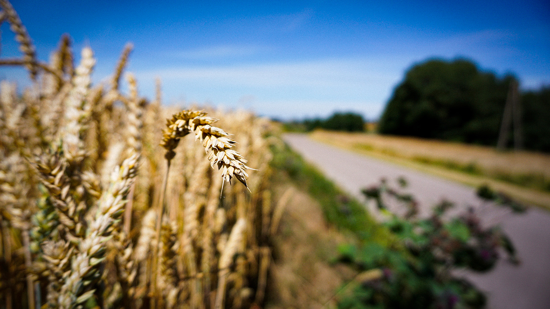 小麦,麦穗,公路,粮食