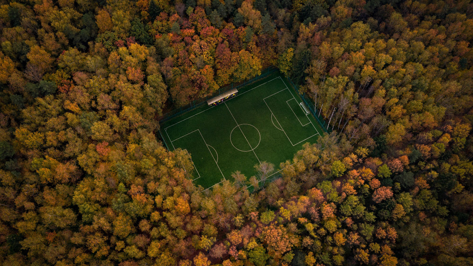 秋意正浓,树林,足球场