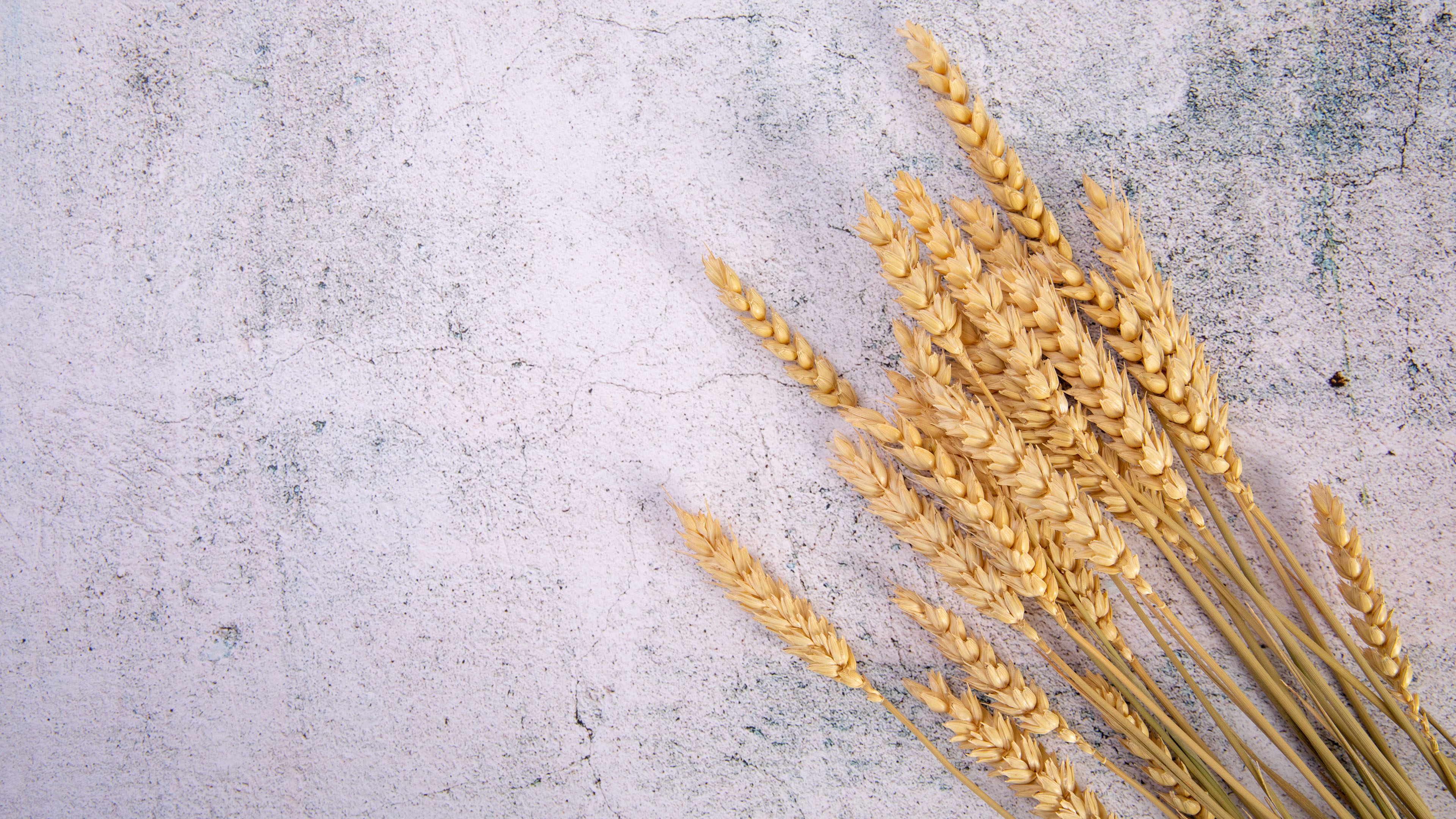 静物写真,小麦,大麦,粮食