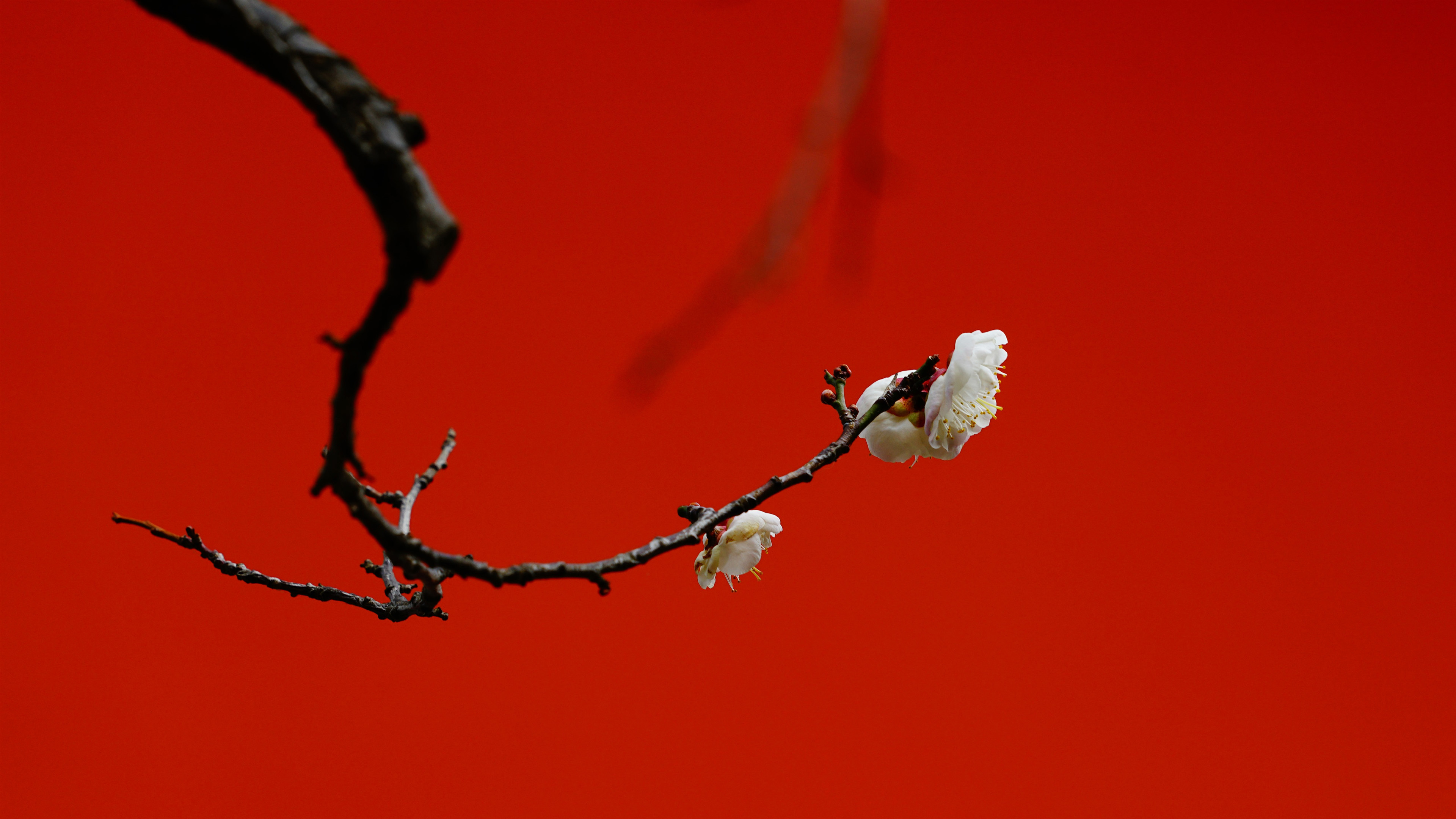 娇艳欲滴,红梅,梅花,优雅