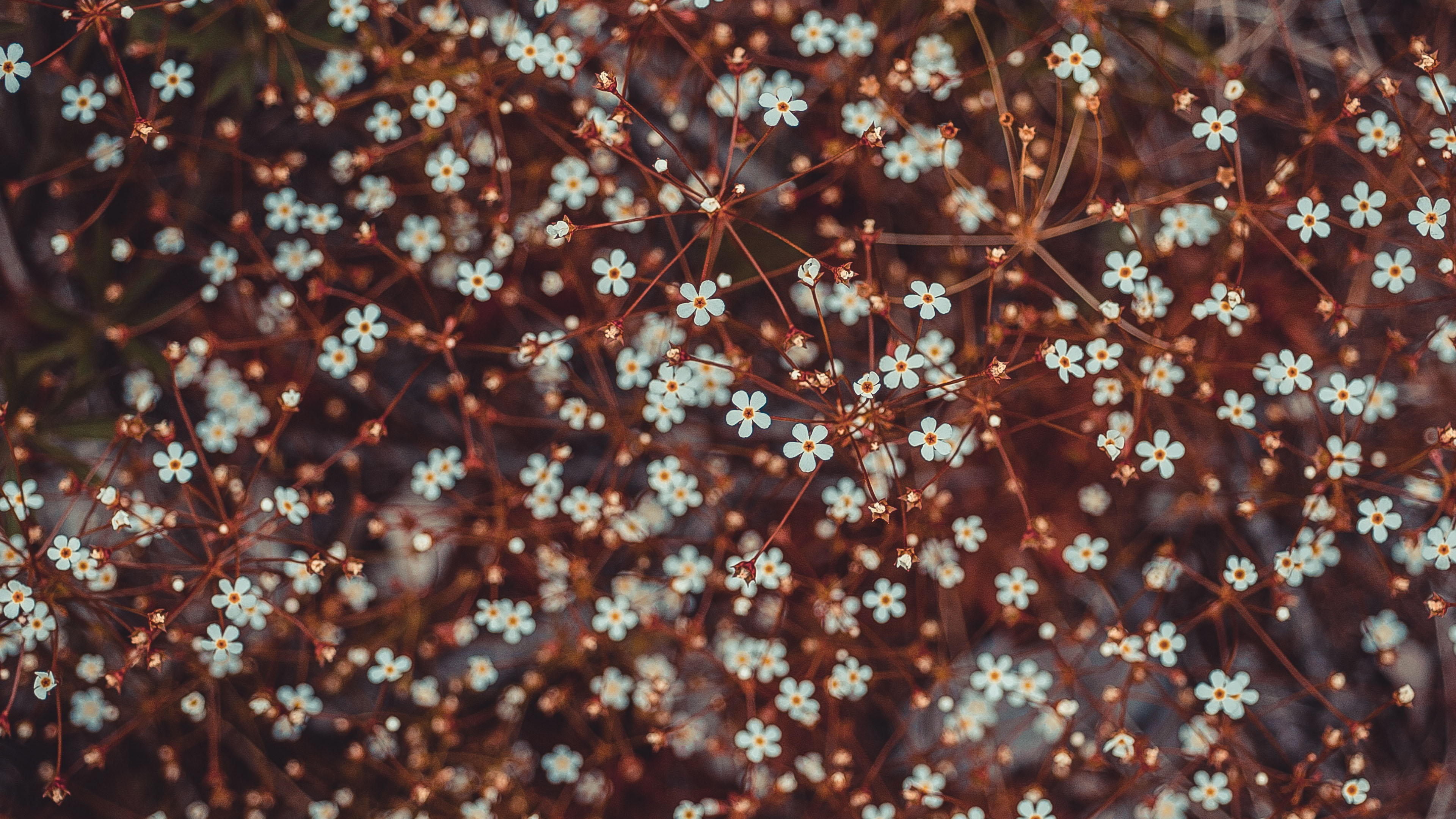 鸟语花香,碎花,密密麻麻,梅花