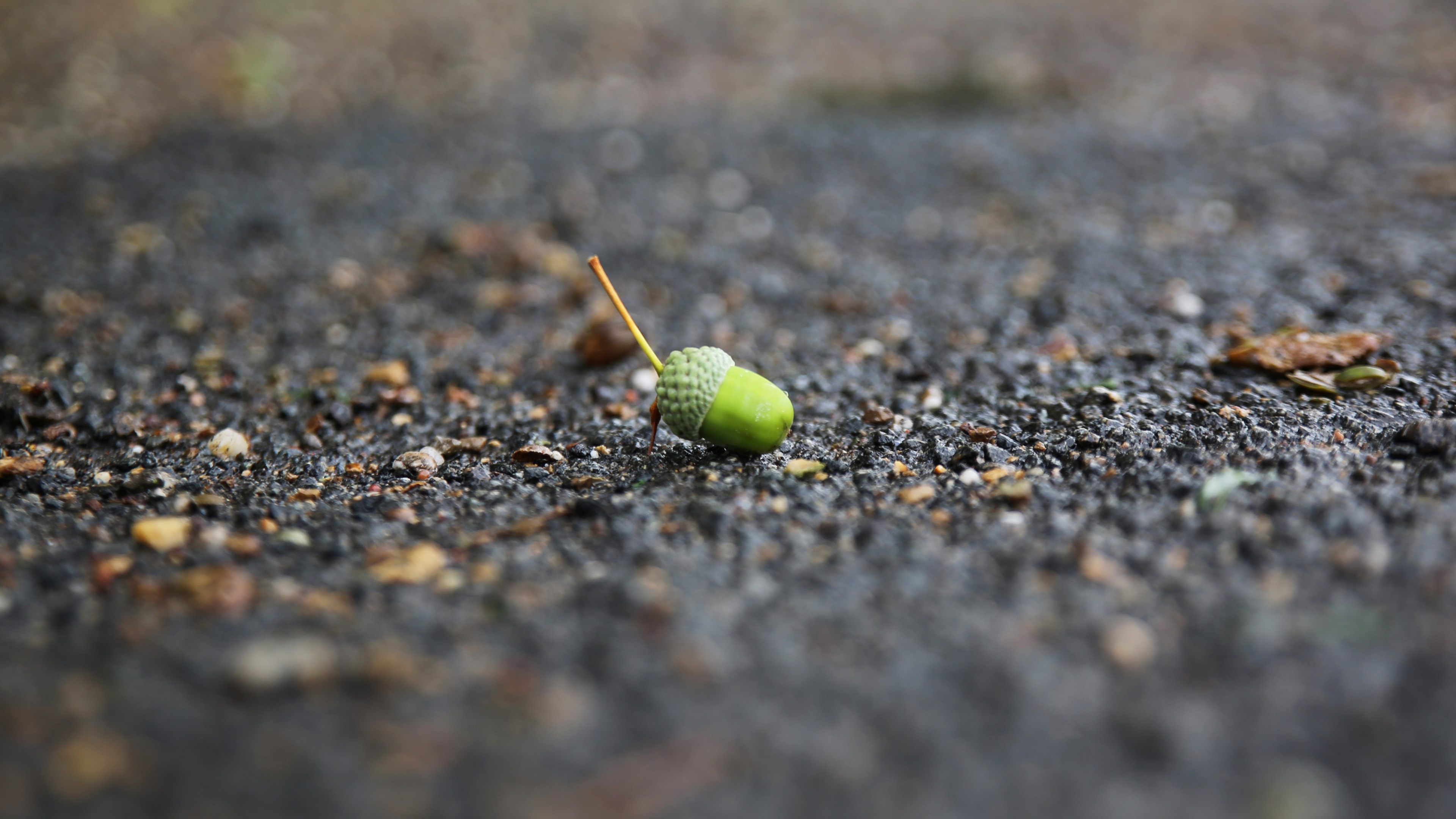 静物写真,果实,掉落,自然