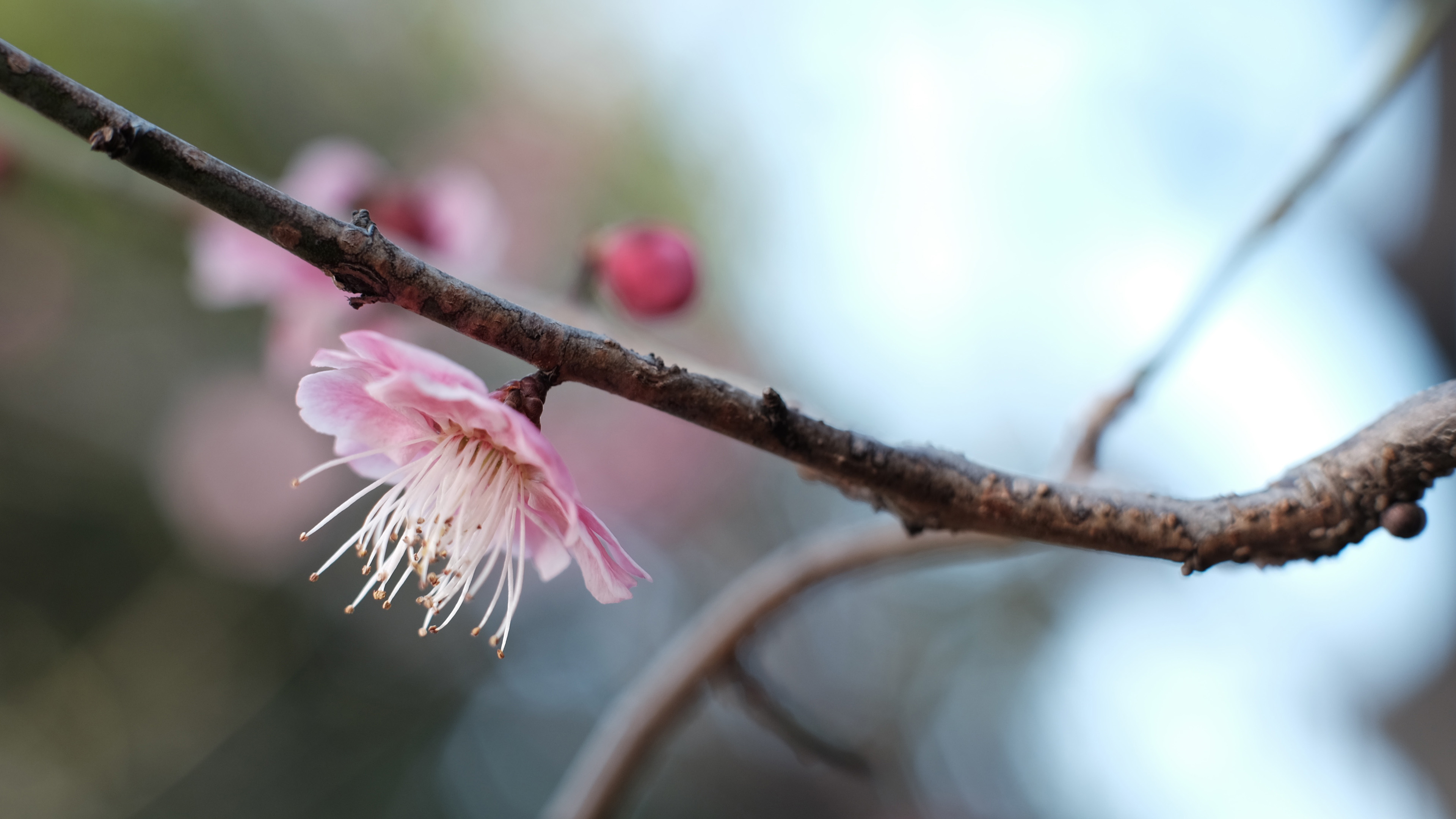 鸟语花香,梅花,花蕊,樱花
