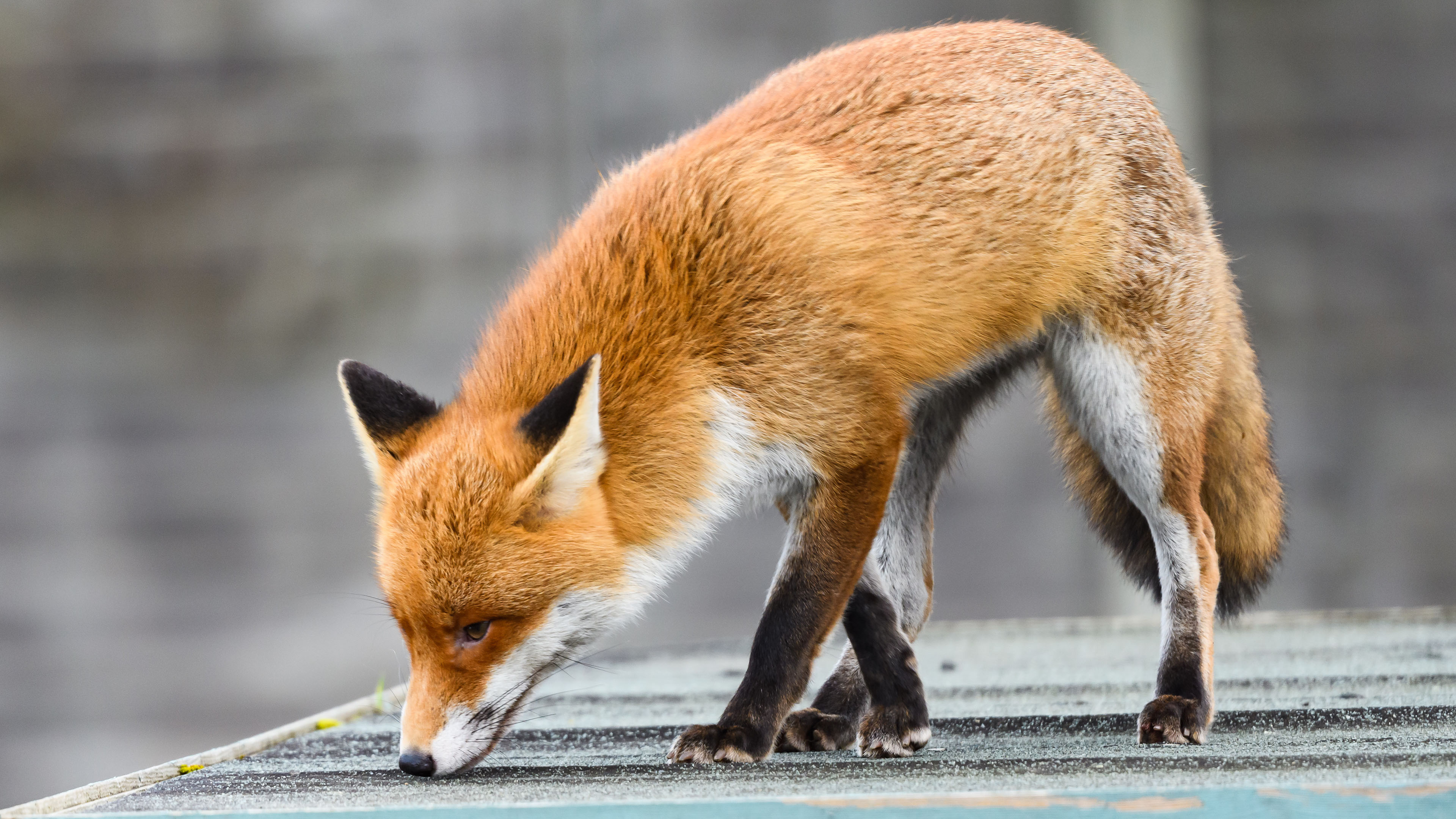 野生动物,狐狸,犬科,觅食