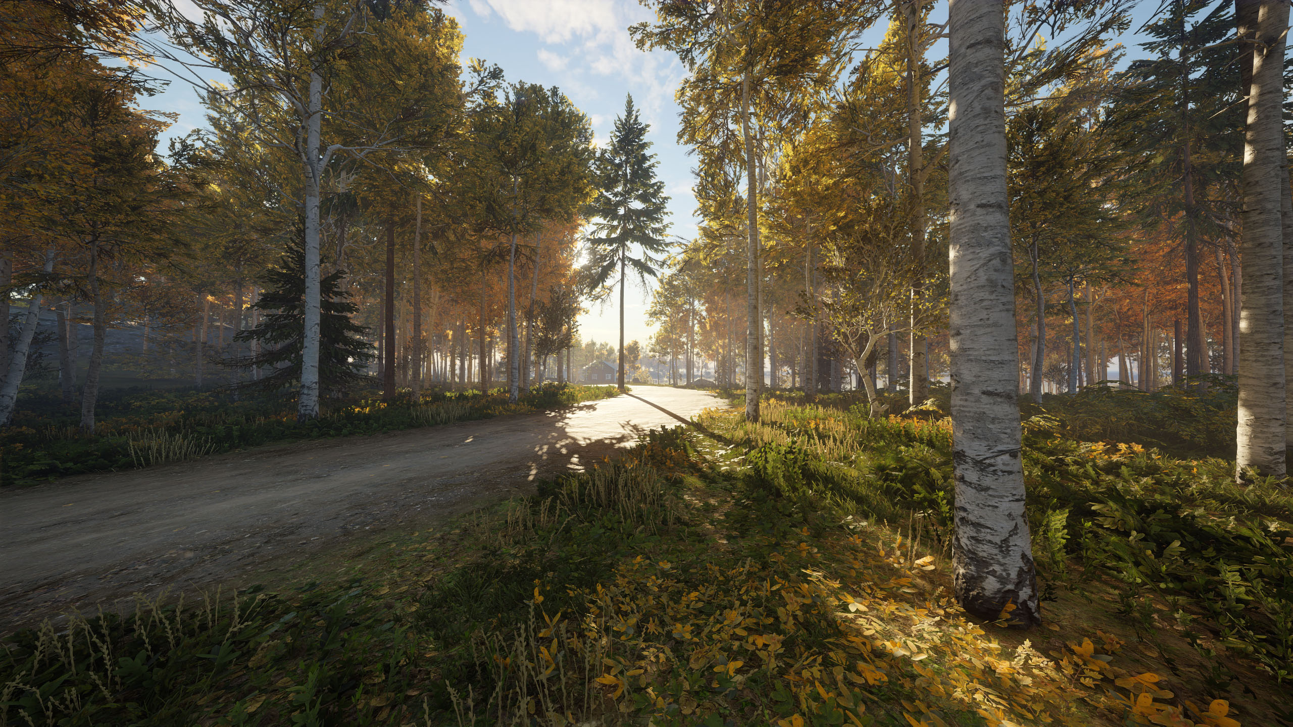 秋意正浓,树林,阳光,影子