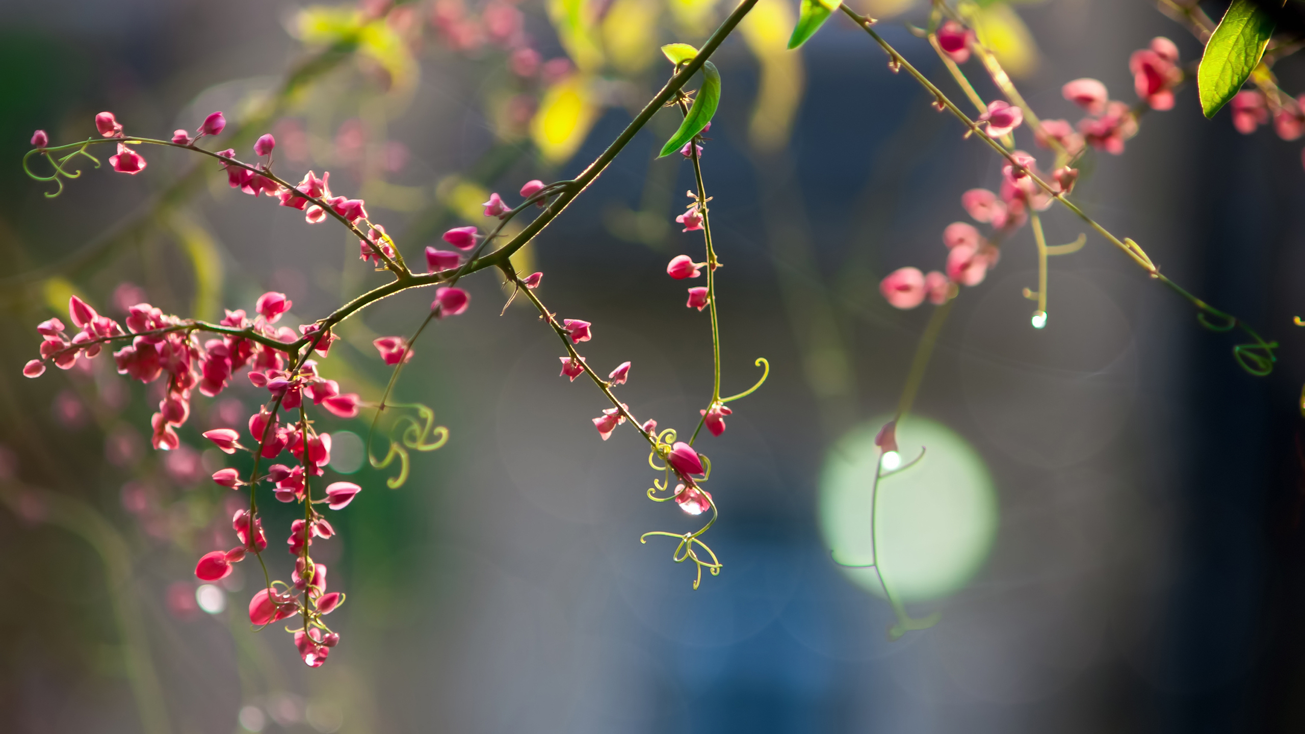 鸟语花香,树枝,小花,春暖花开
