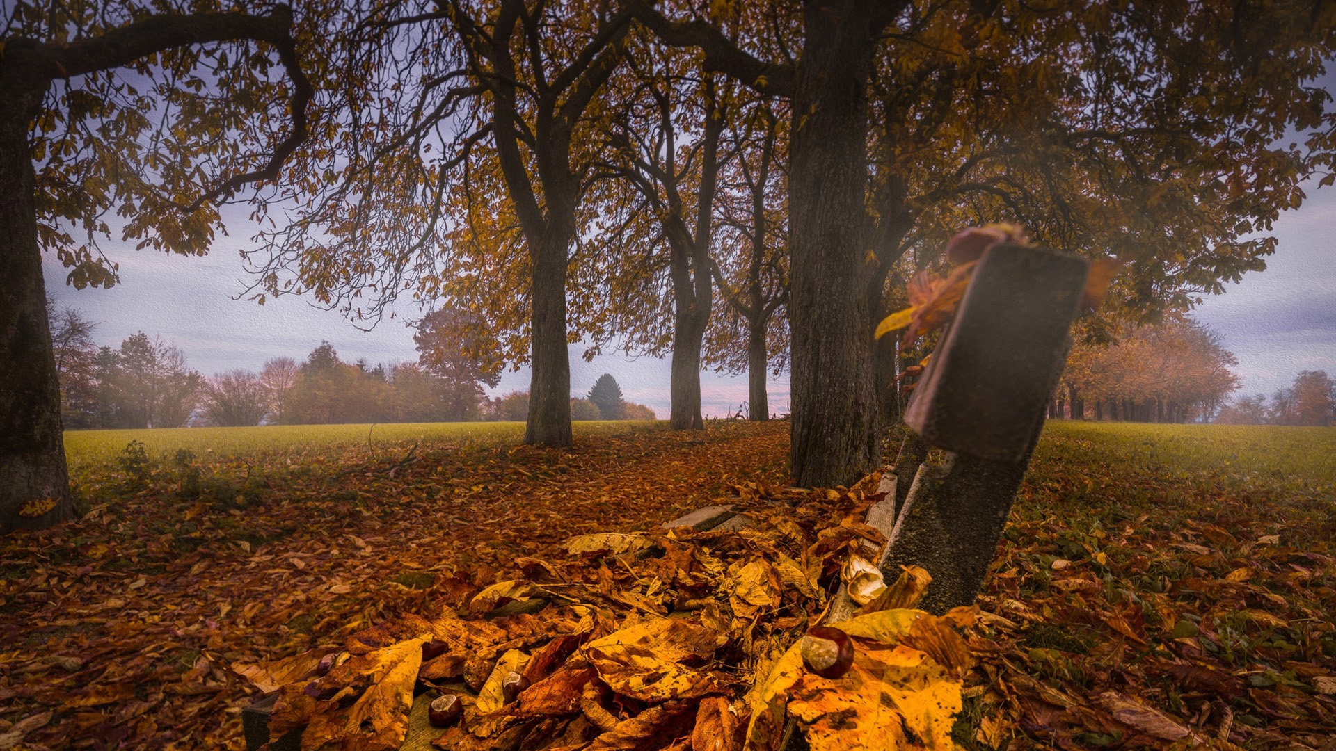 秋意正浓,落叶,深秋,公园,草地