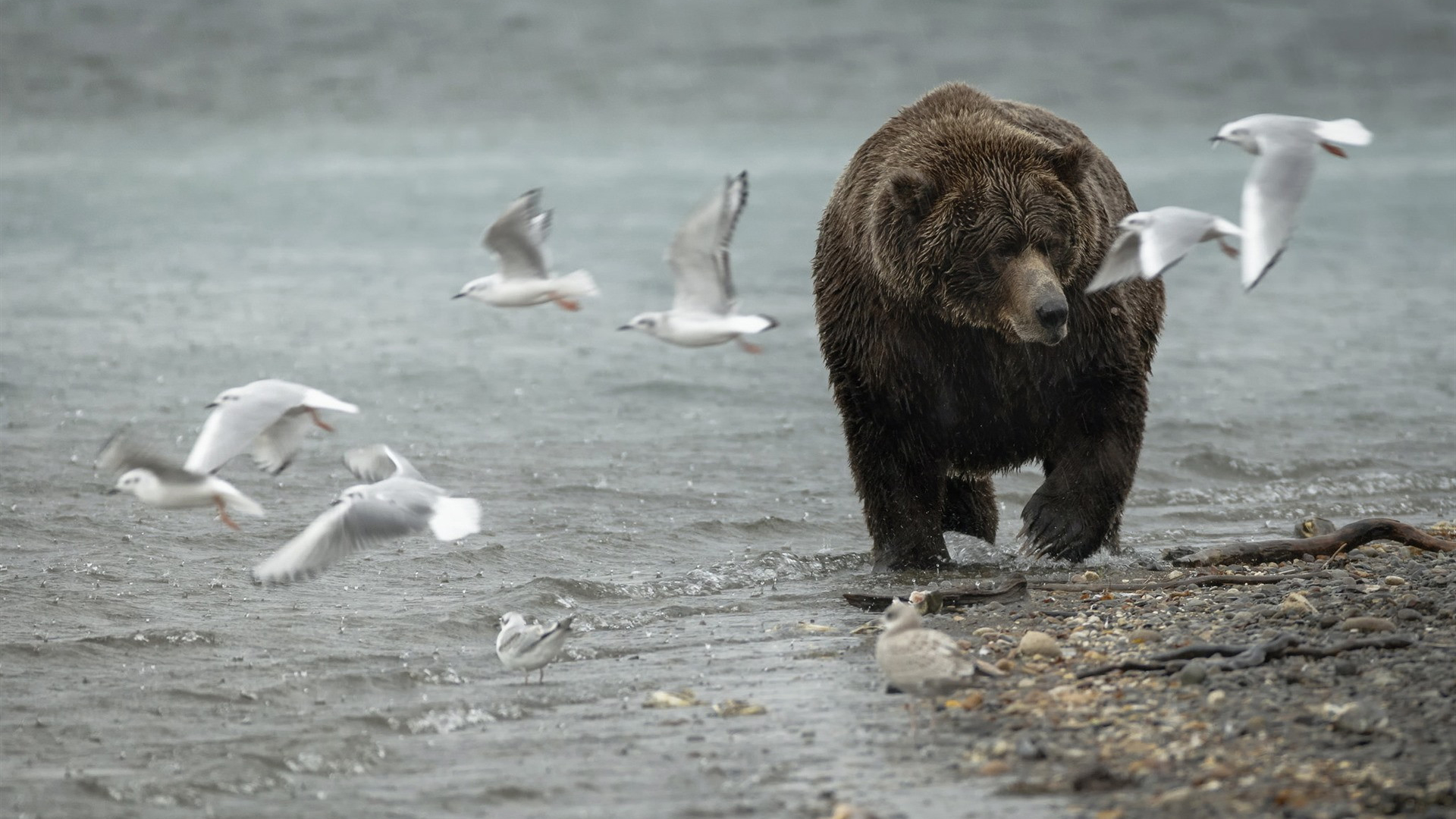 野生动物,河畔,棕熊,鸟群