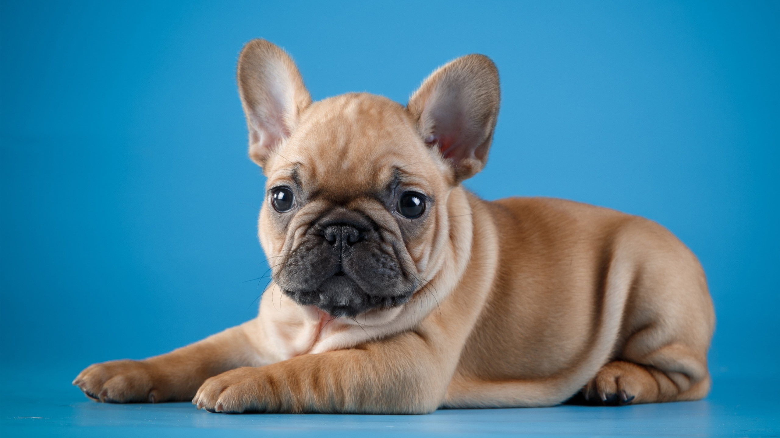 汪星人,宠物,可爱