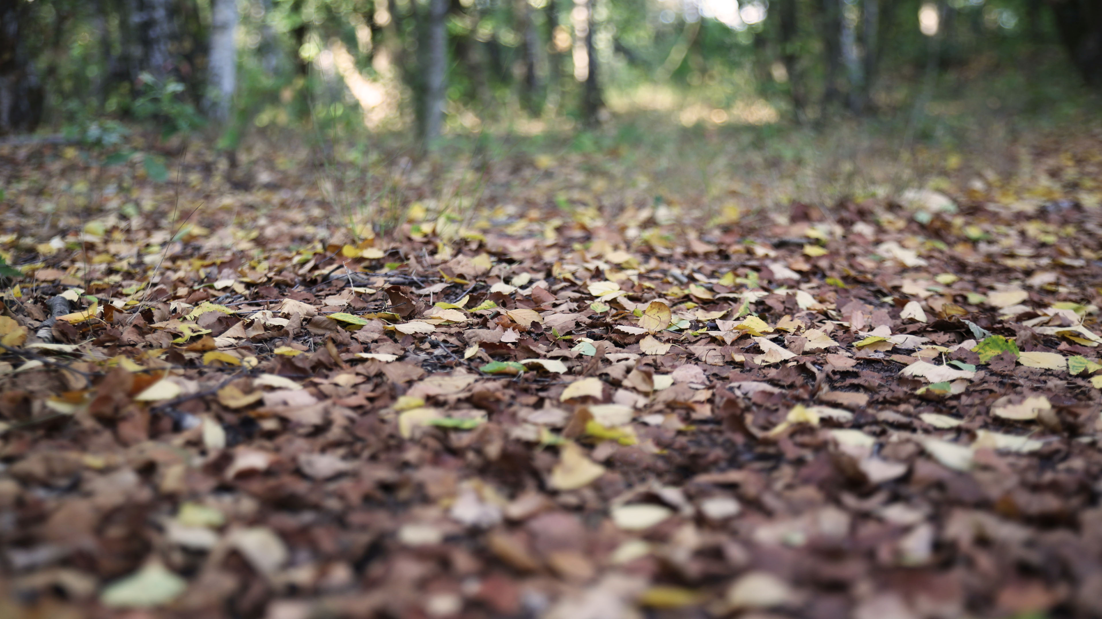 秋意正浓,树叶,落叶,树林