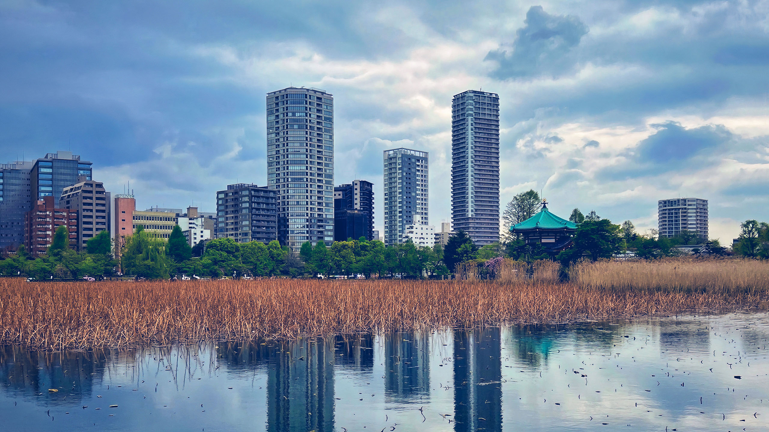 城市,湿地公园,高楼,芦苇