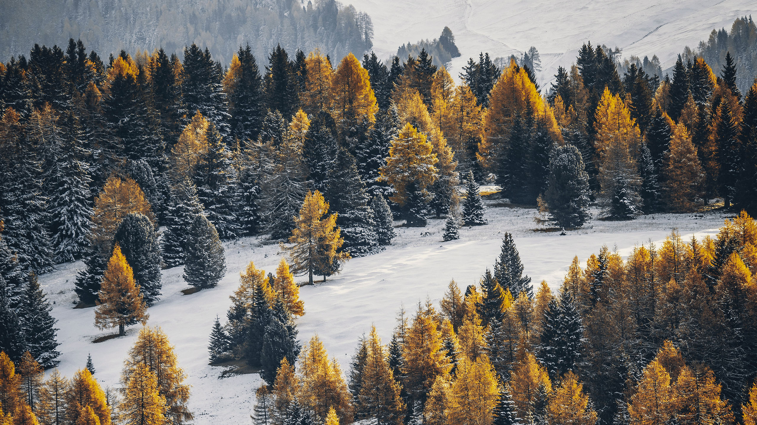 冰天雪地,森林,北极
