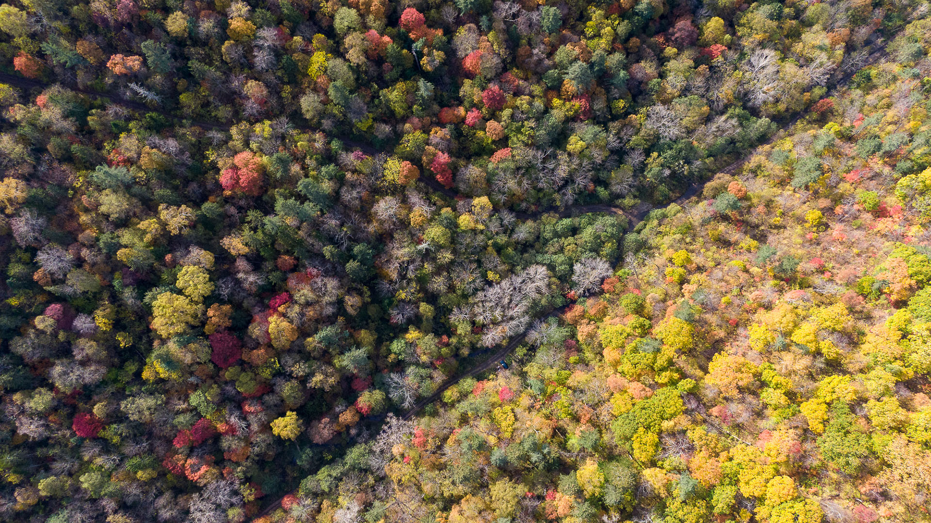 秋意正浓,森林,五彩林,航拍