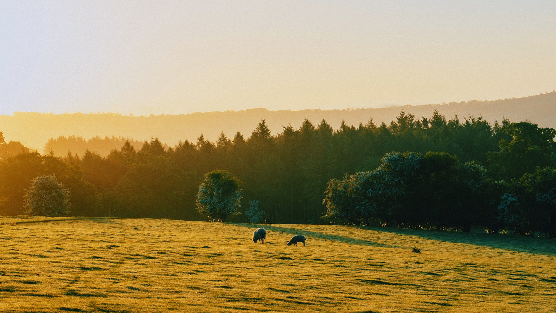 自然风光,日出,绵阳,草原,树林