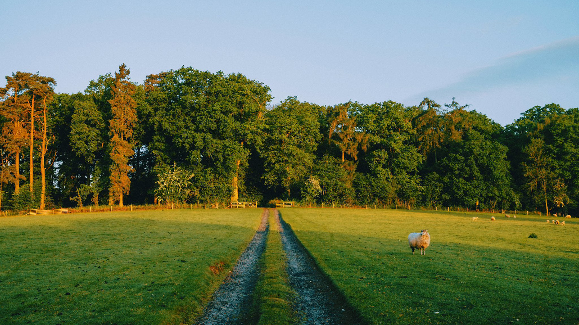 绵羊,草场,树林,日出