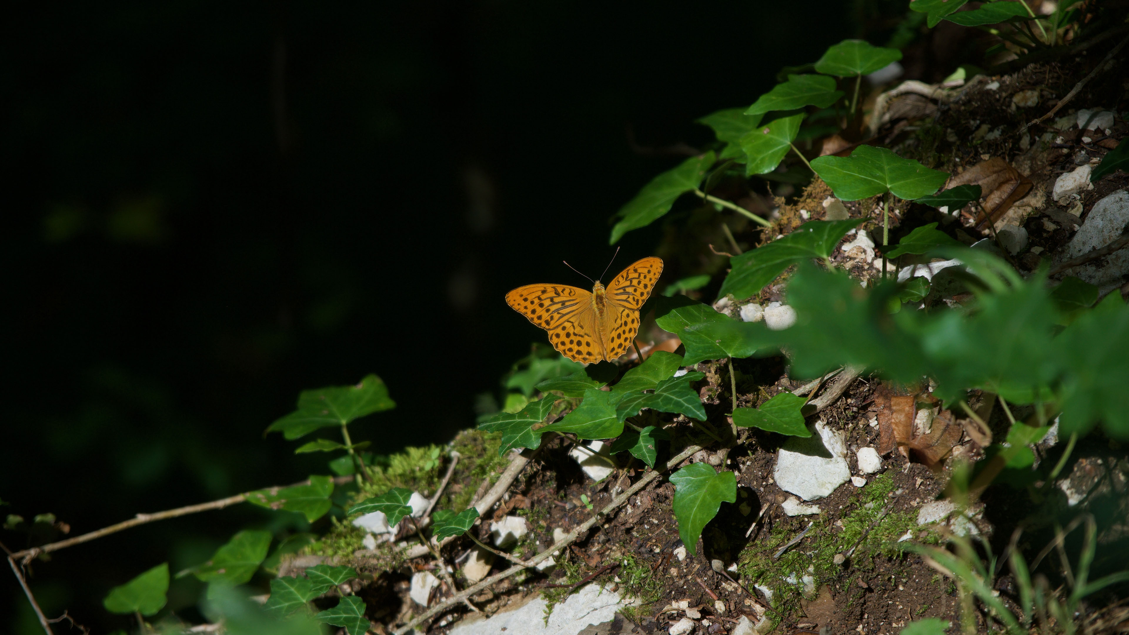 野生动物,蝴蝶,树叶