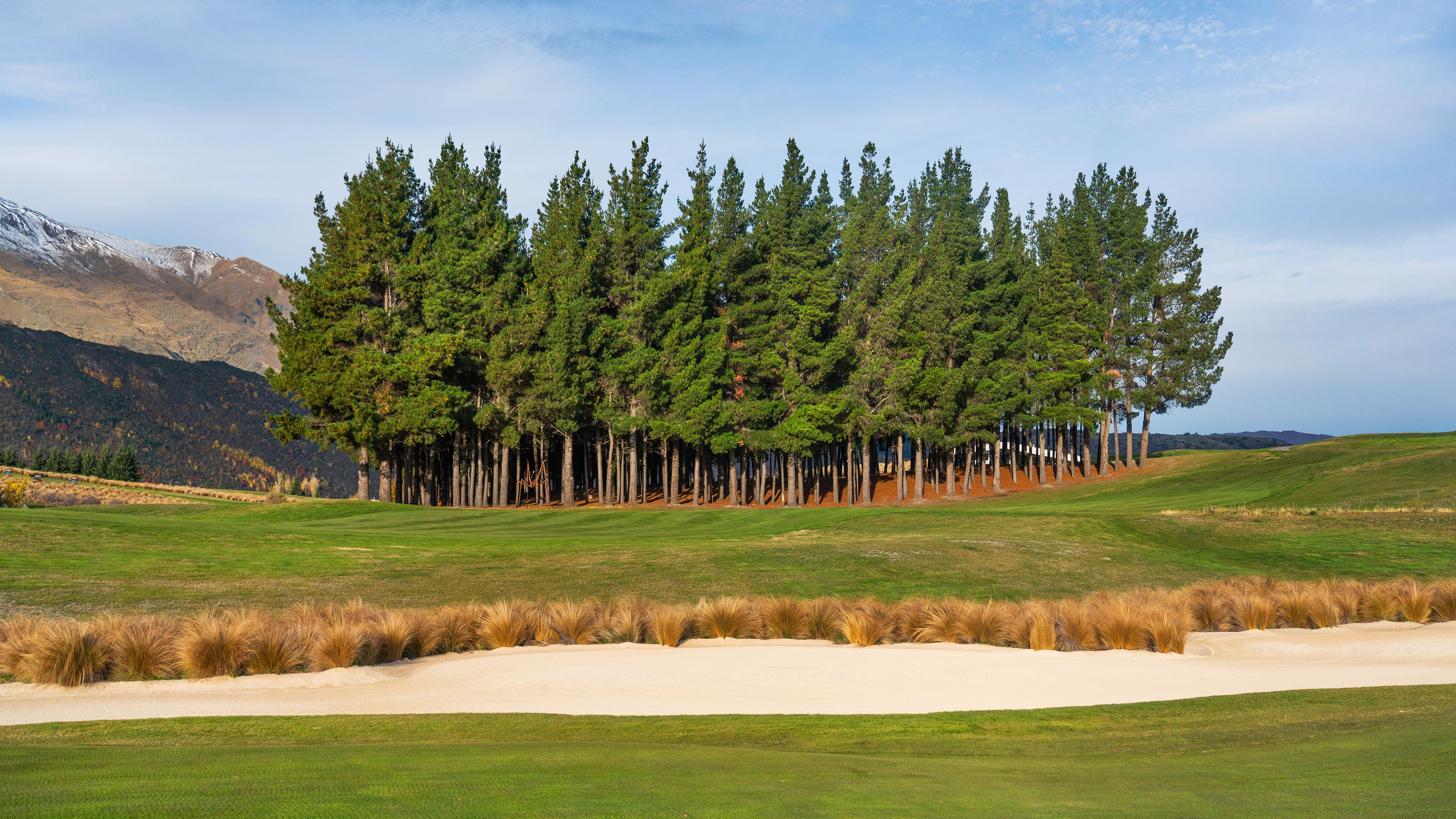 自然风光,树林,新西兰