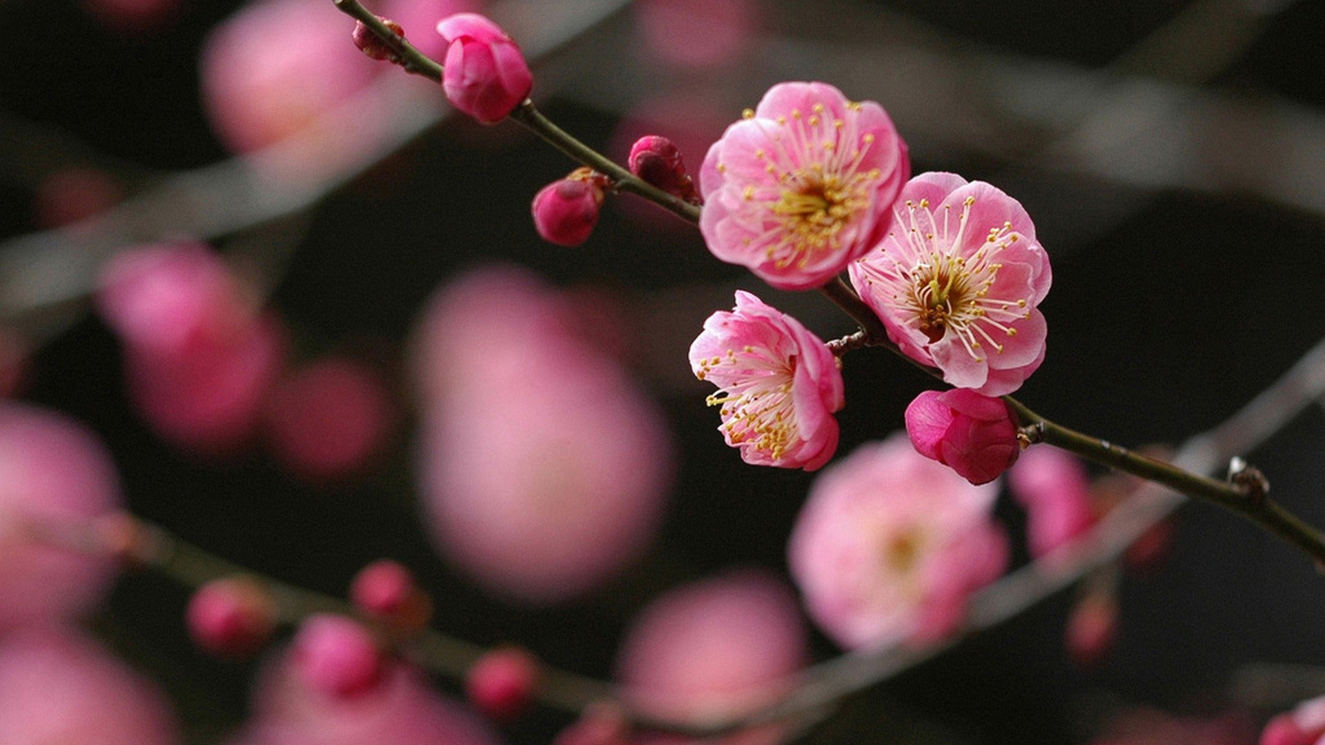鸟语花香,梅花,腊梅,红梅